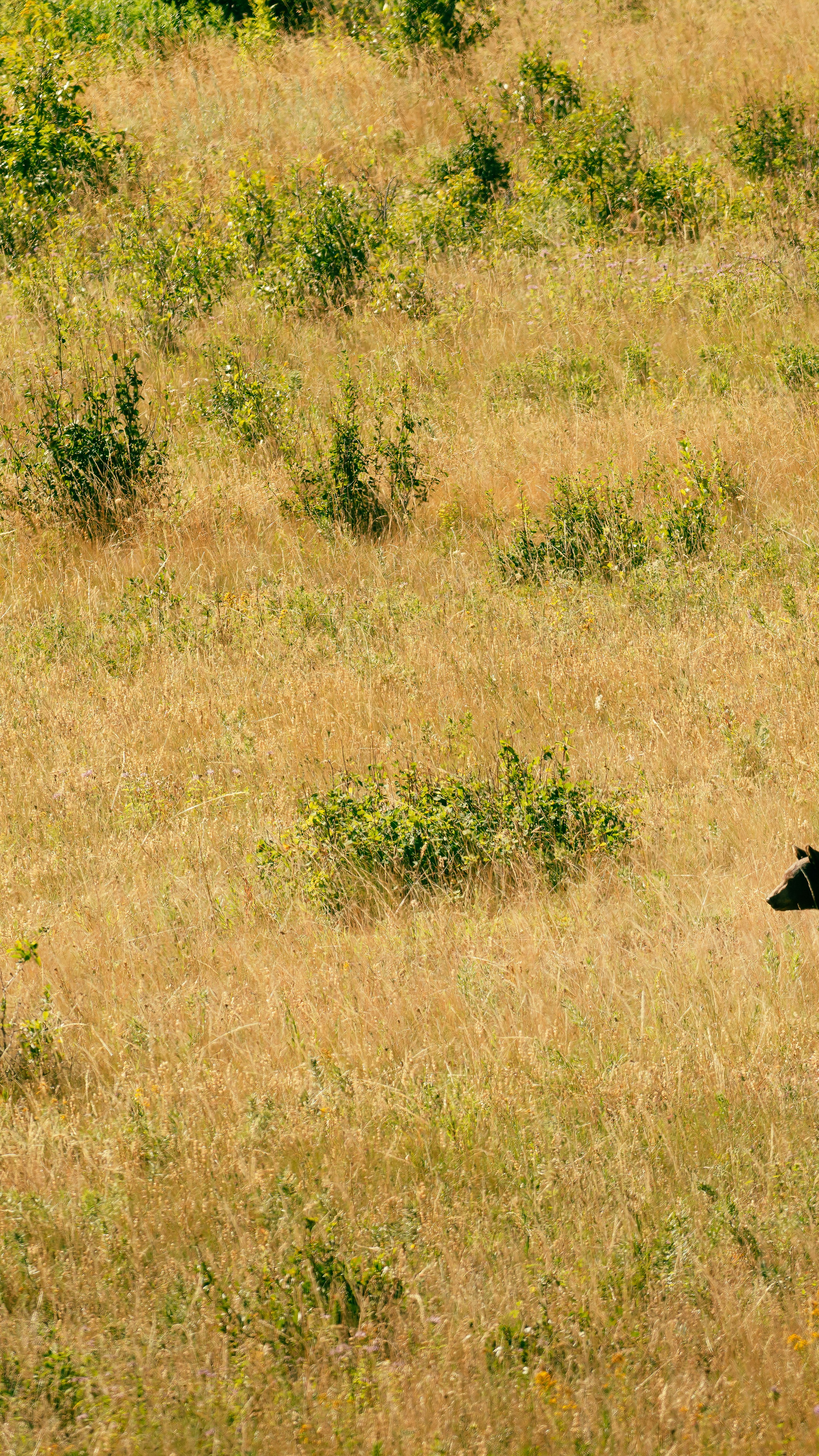 Golden Meadow With Partial Bear View