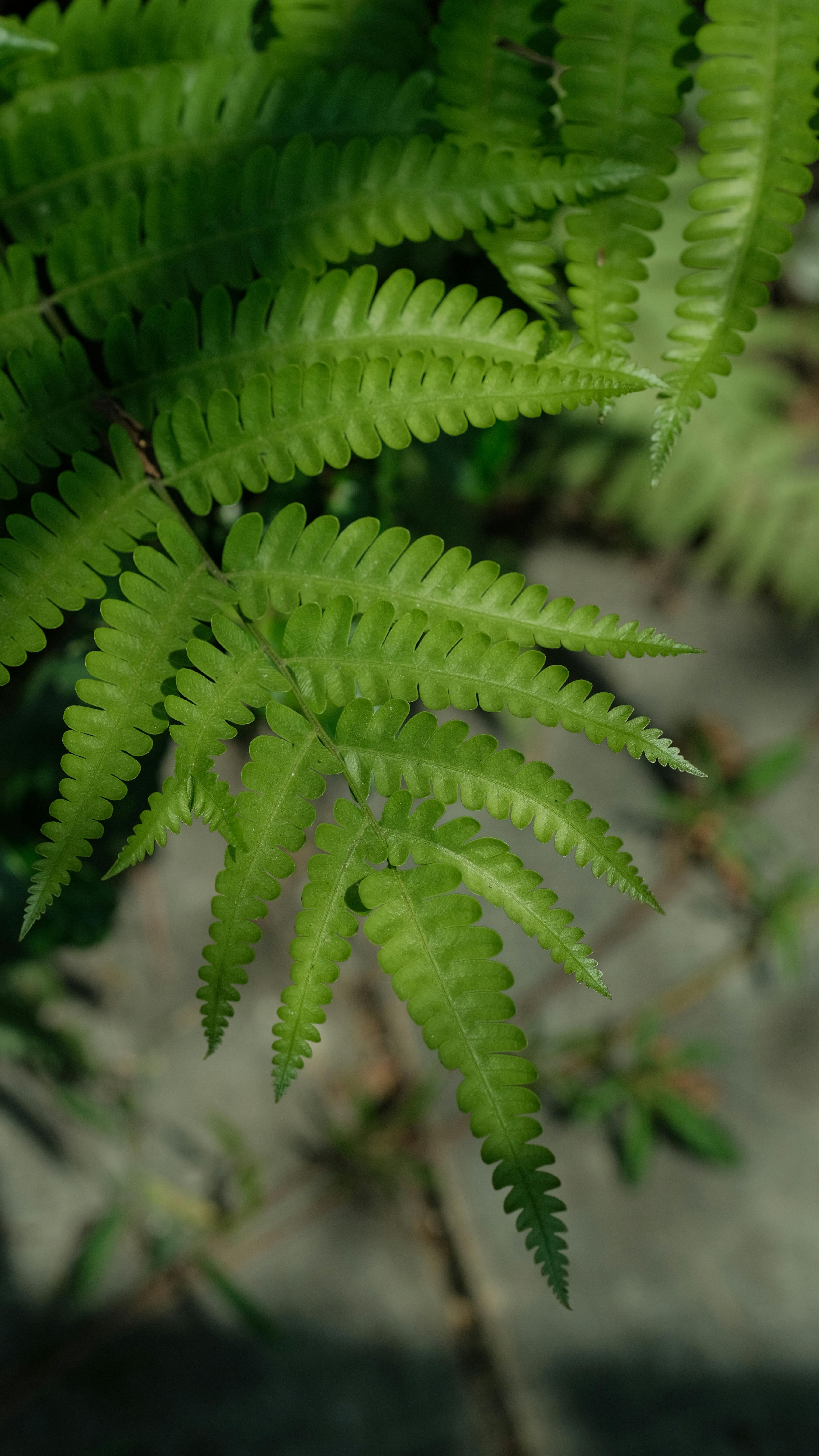 Close Up of Green Fern Fronds