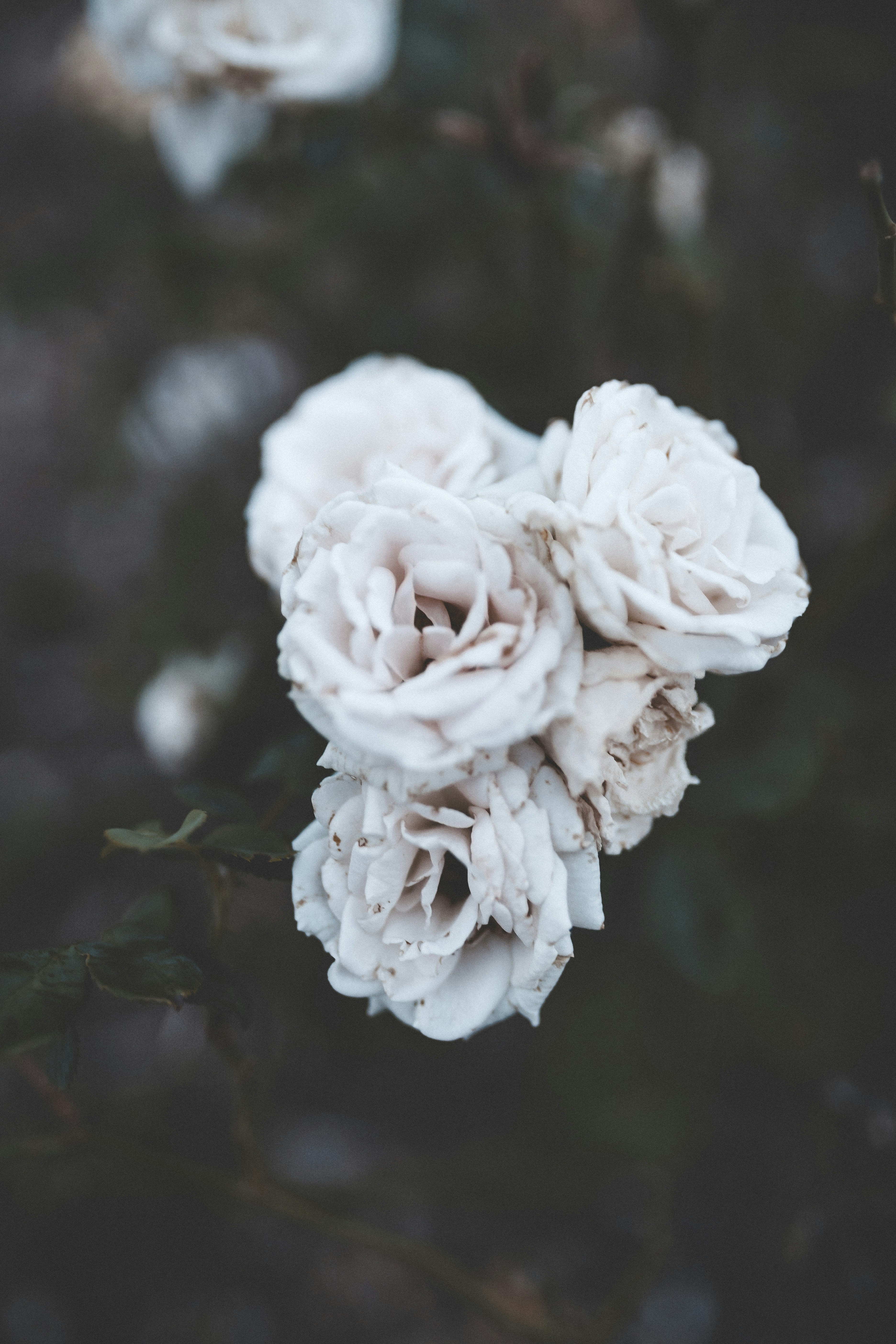 Clustered Pale White Roses