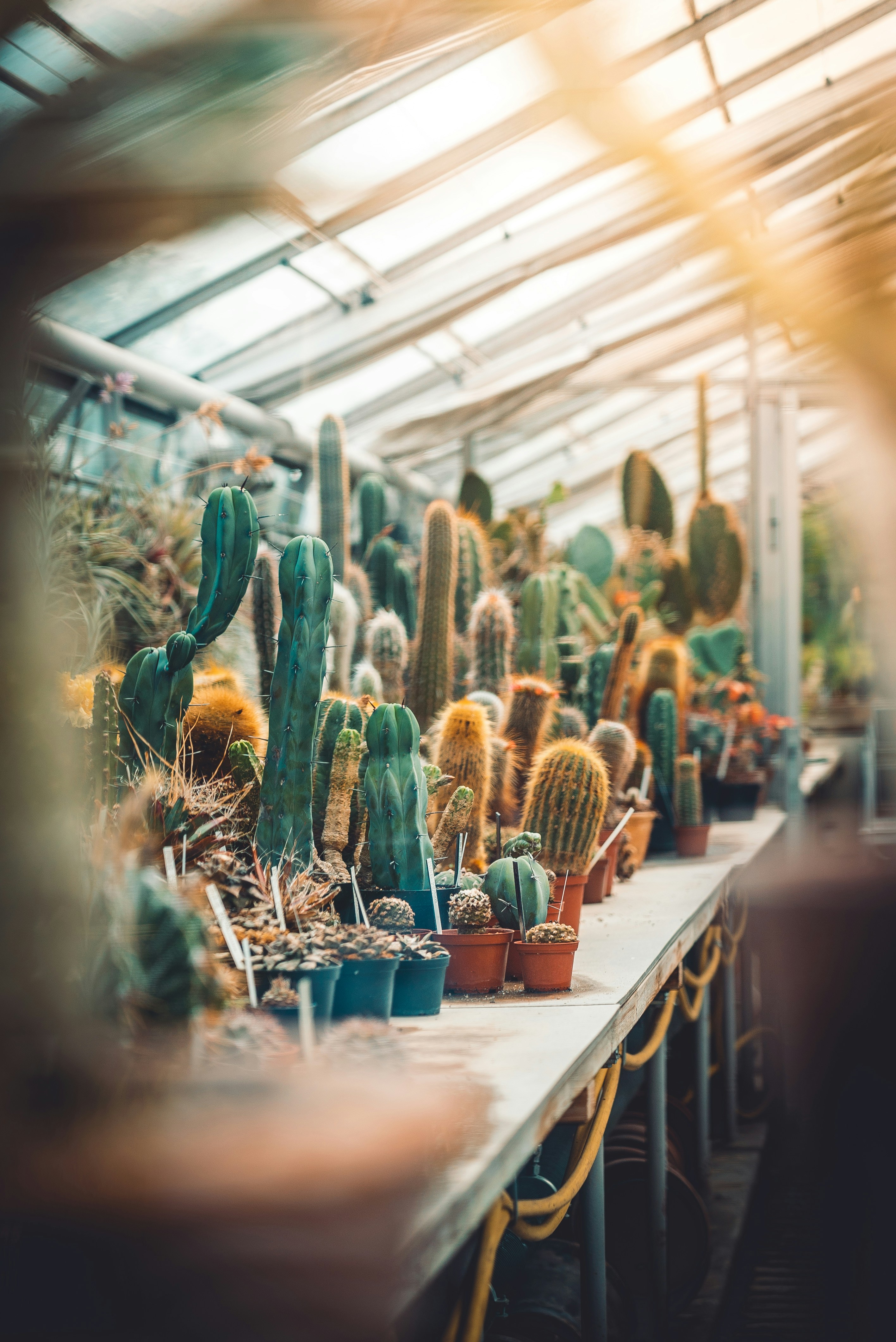 Cacti Collection in Greenhouse