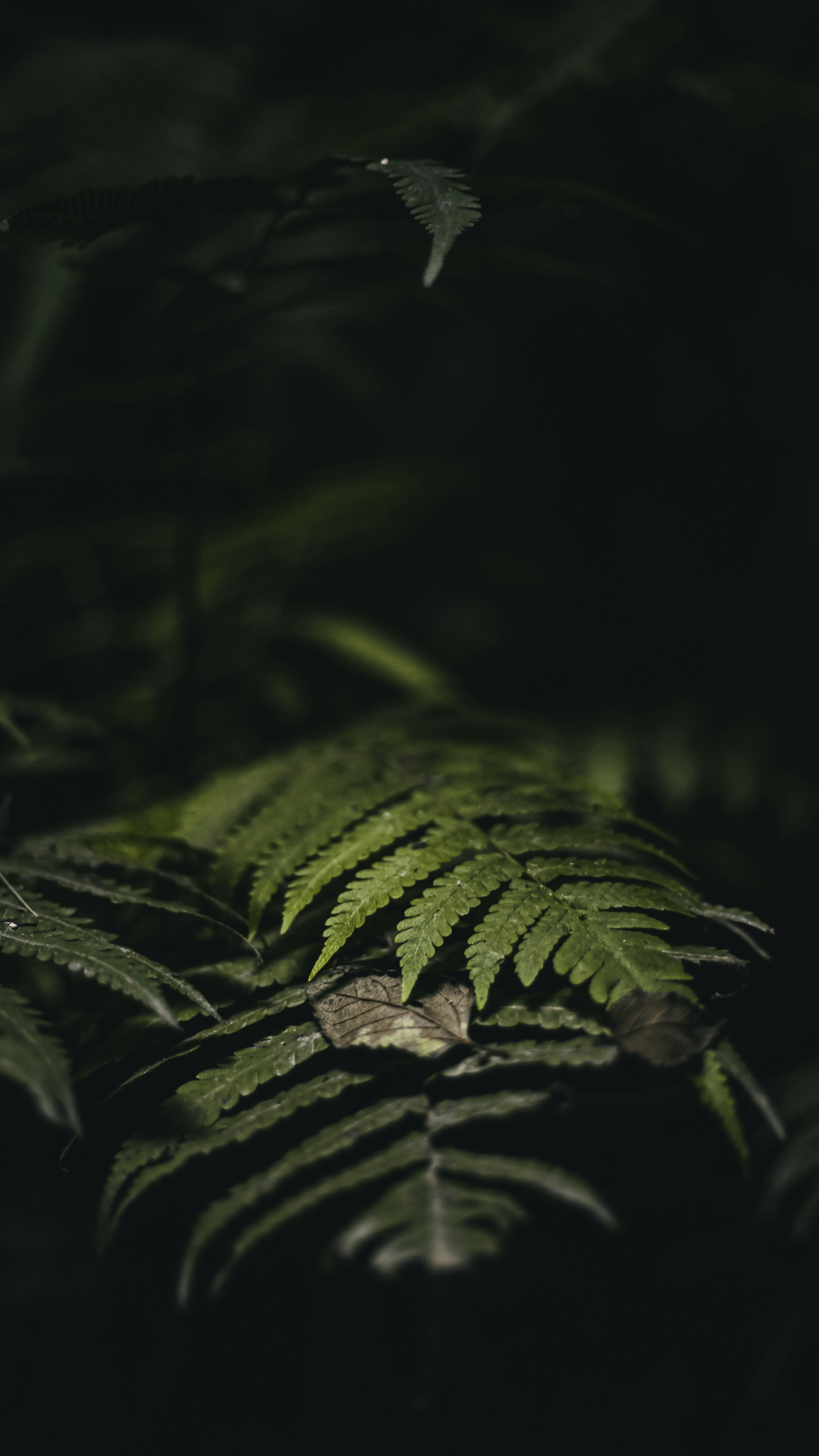 Wallpapers
