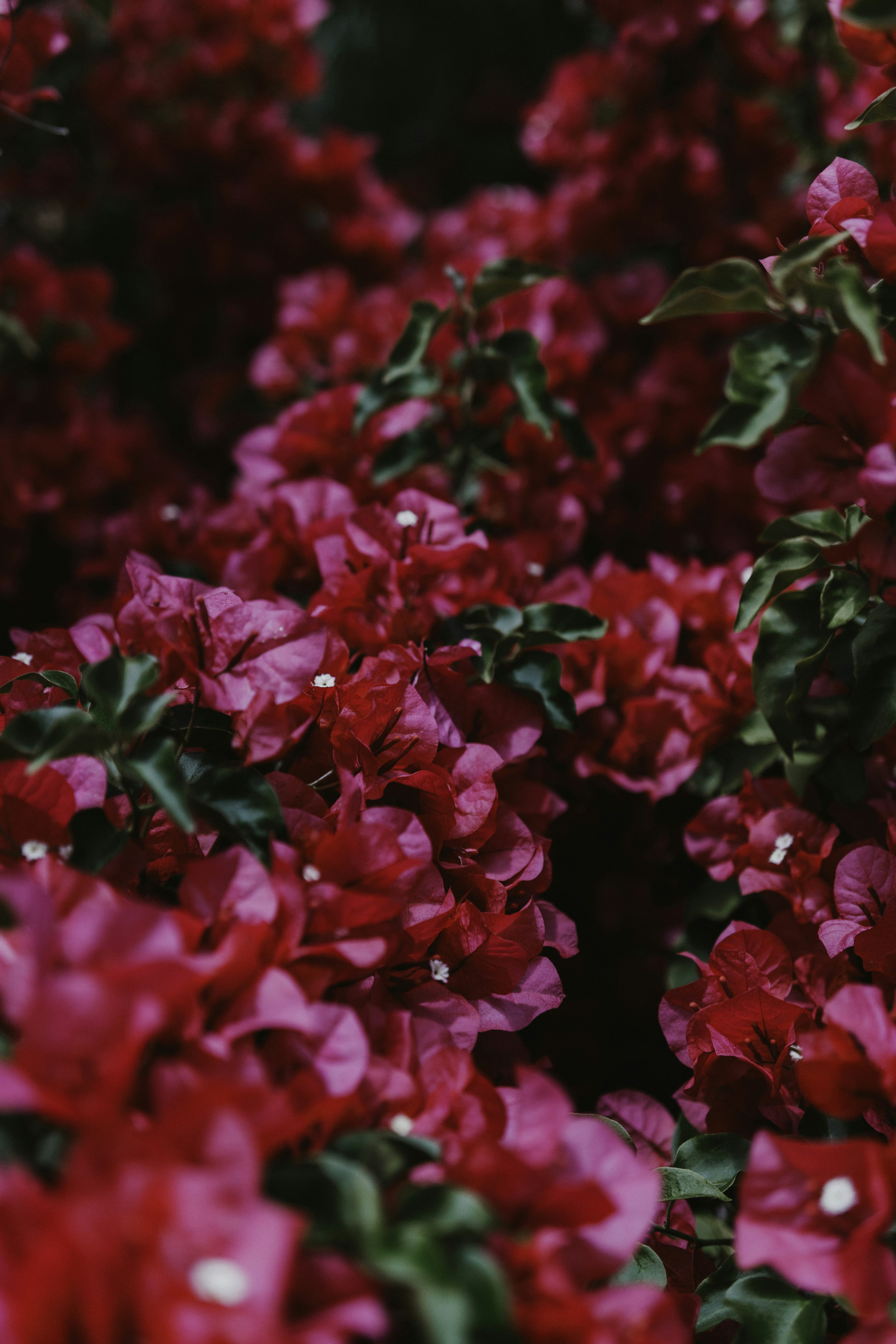 Blooming Red Bougainvillea