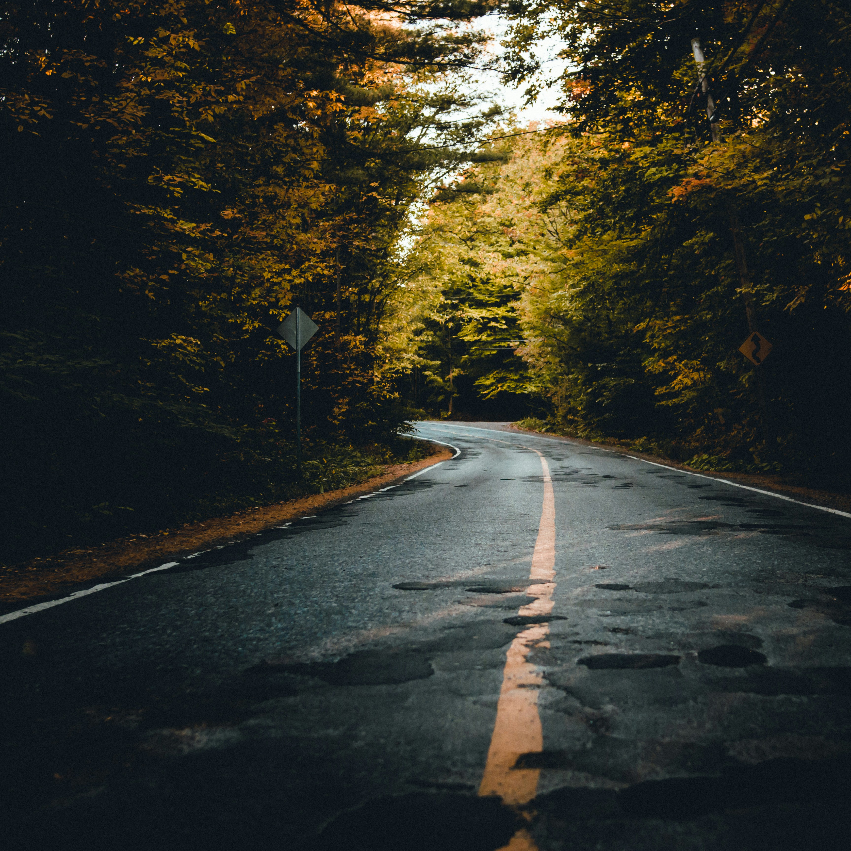 Autumn Winding Forest Road