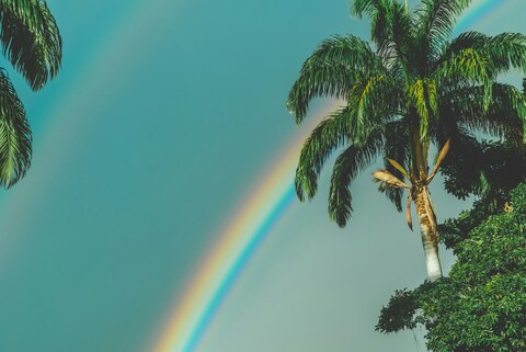 Rainbow Over Tropical Palm Trees