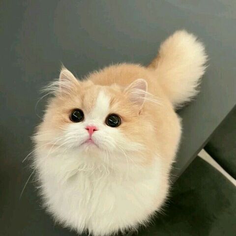 Cute Fluffy Orange White Cat