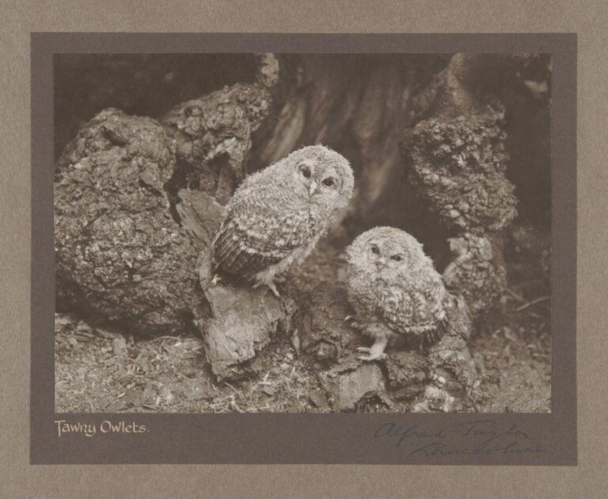 Two Young Tawny Owlets