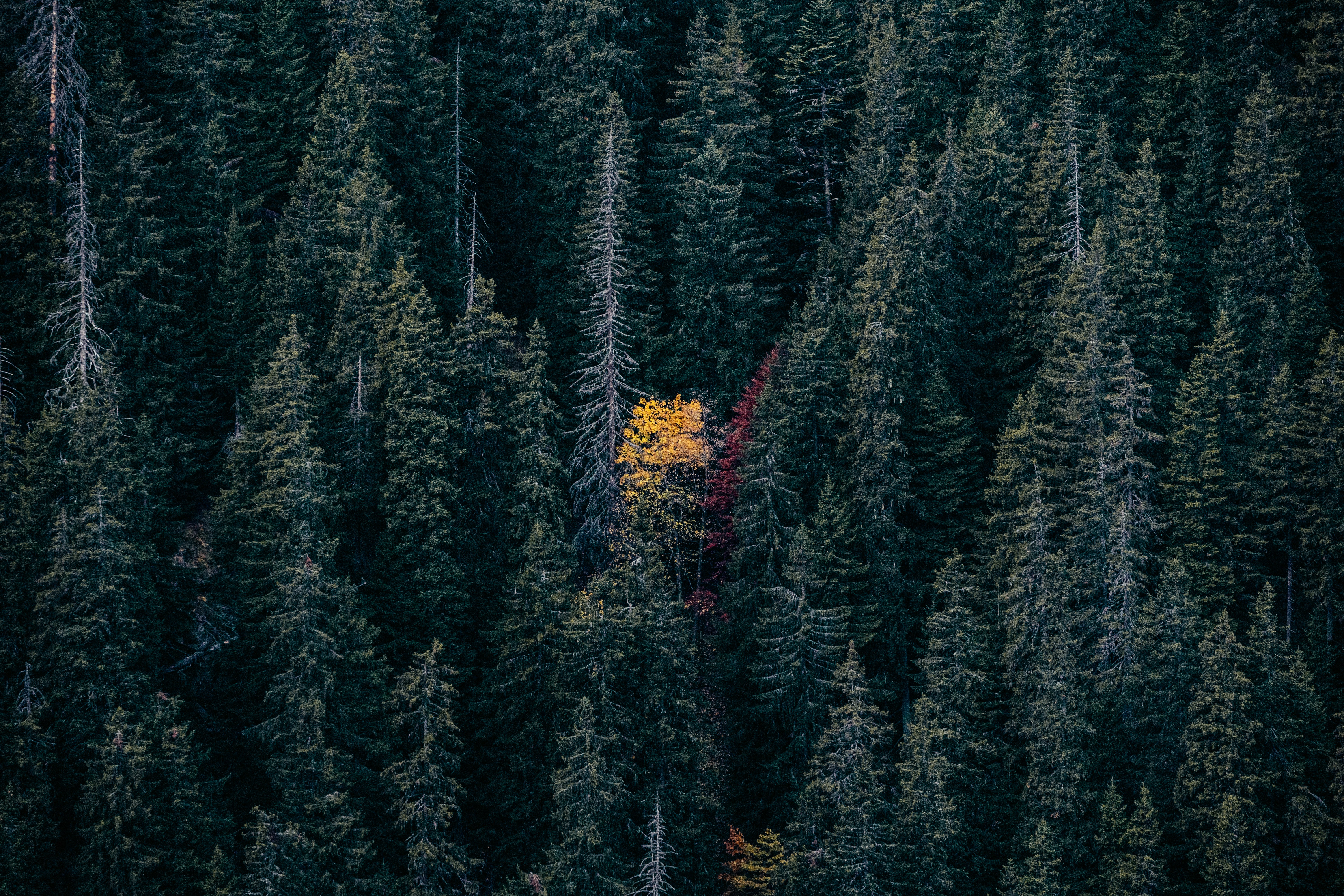 Yellow Tree Among Dense Dark Forest