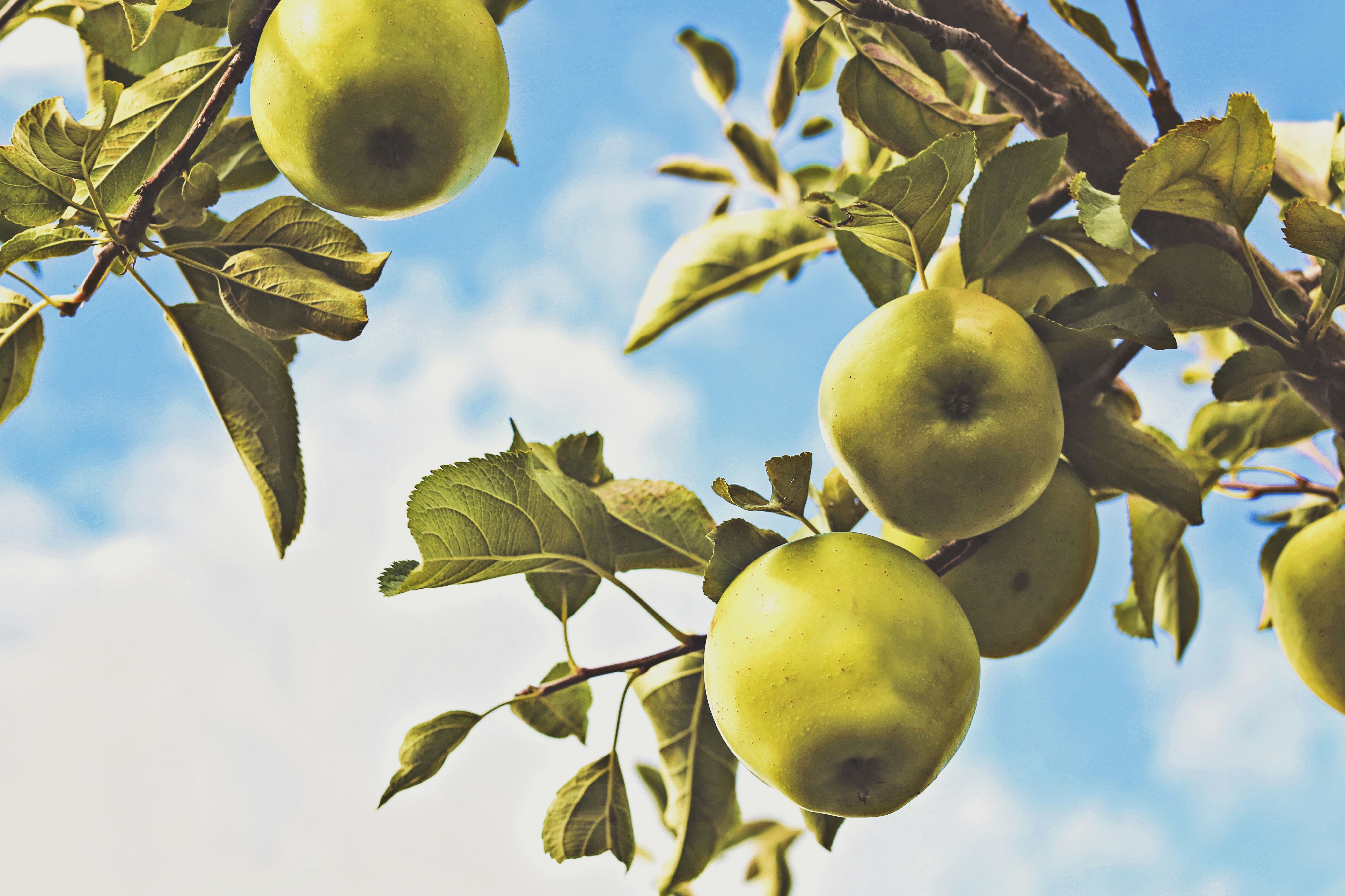 Green Apples on Apple Tree