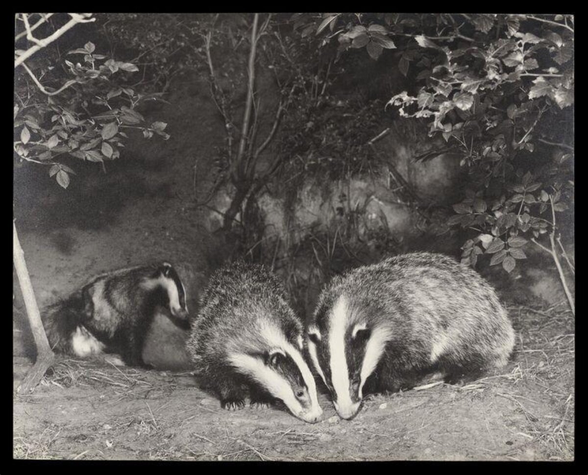 Three Badgers at Den Entrance