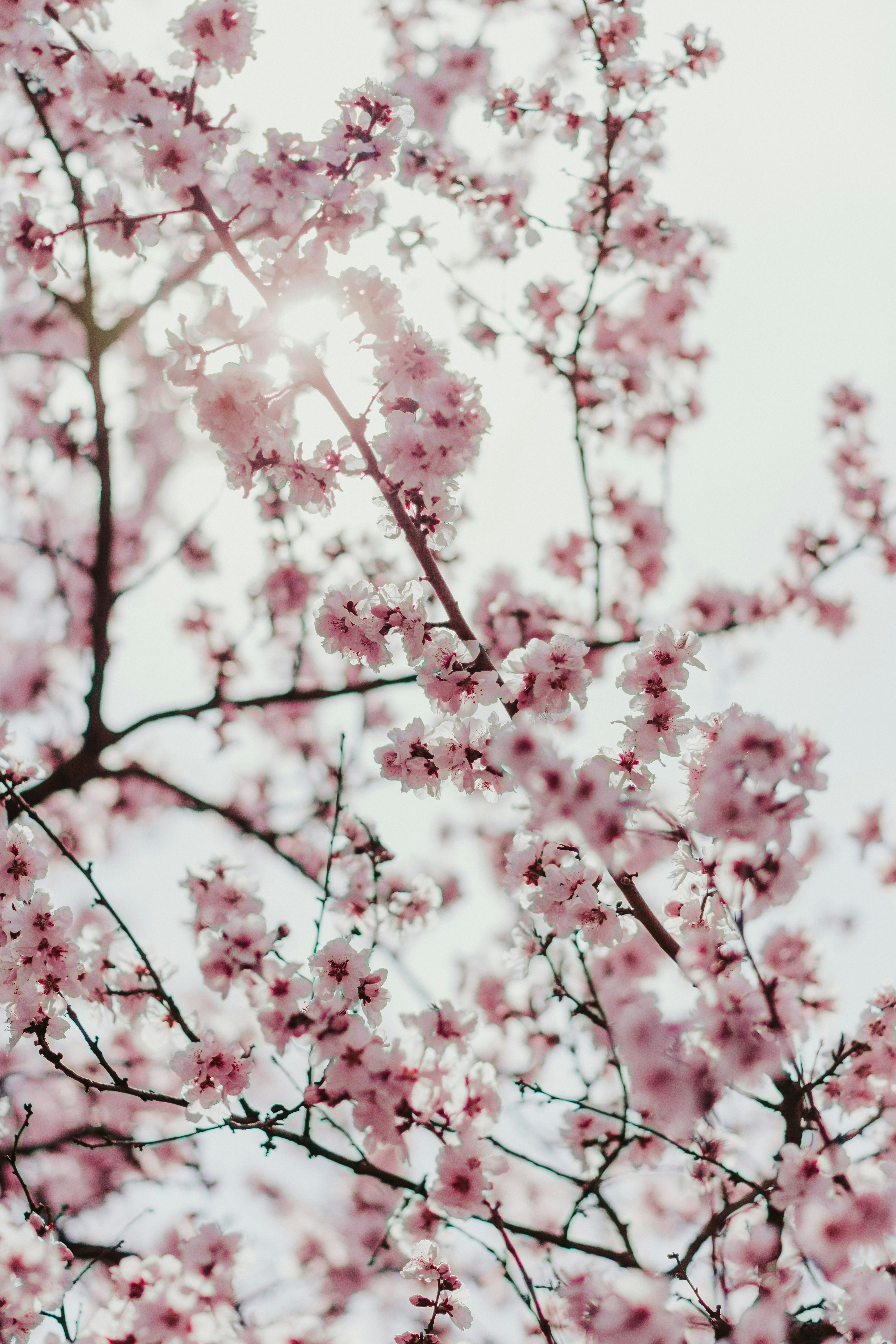 Pink Cherry Blossom Branches