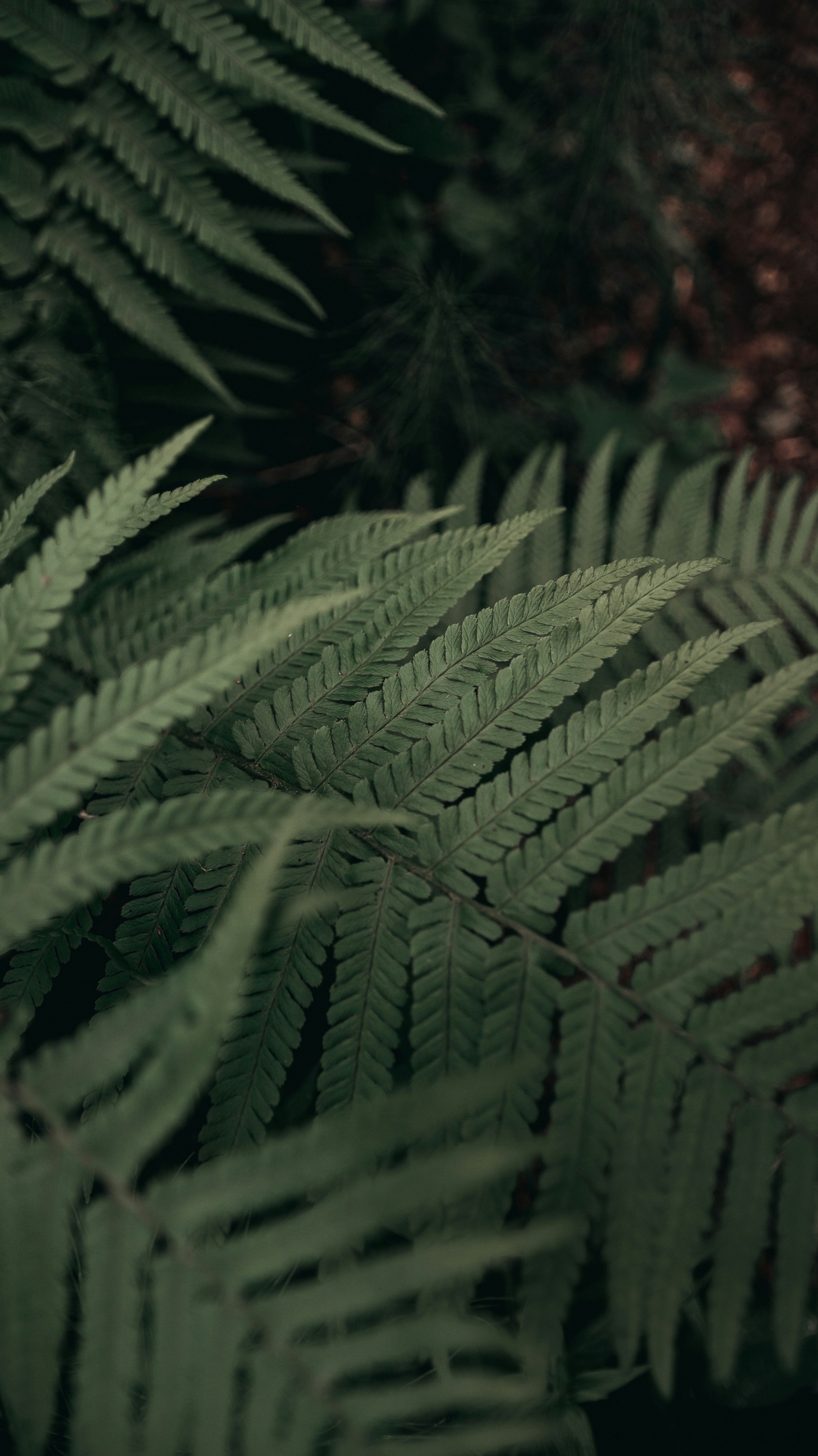 Wallpapers