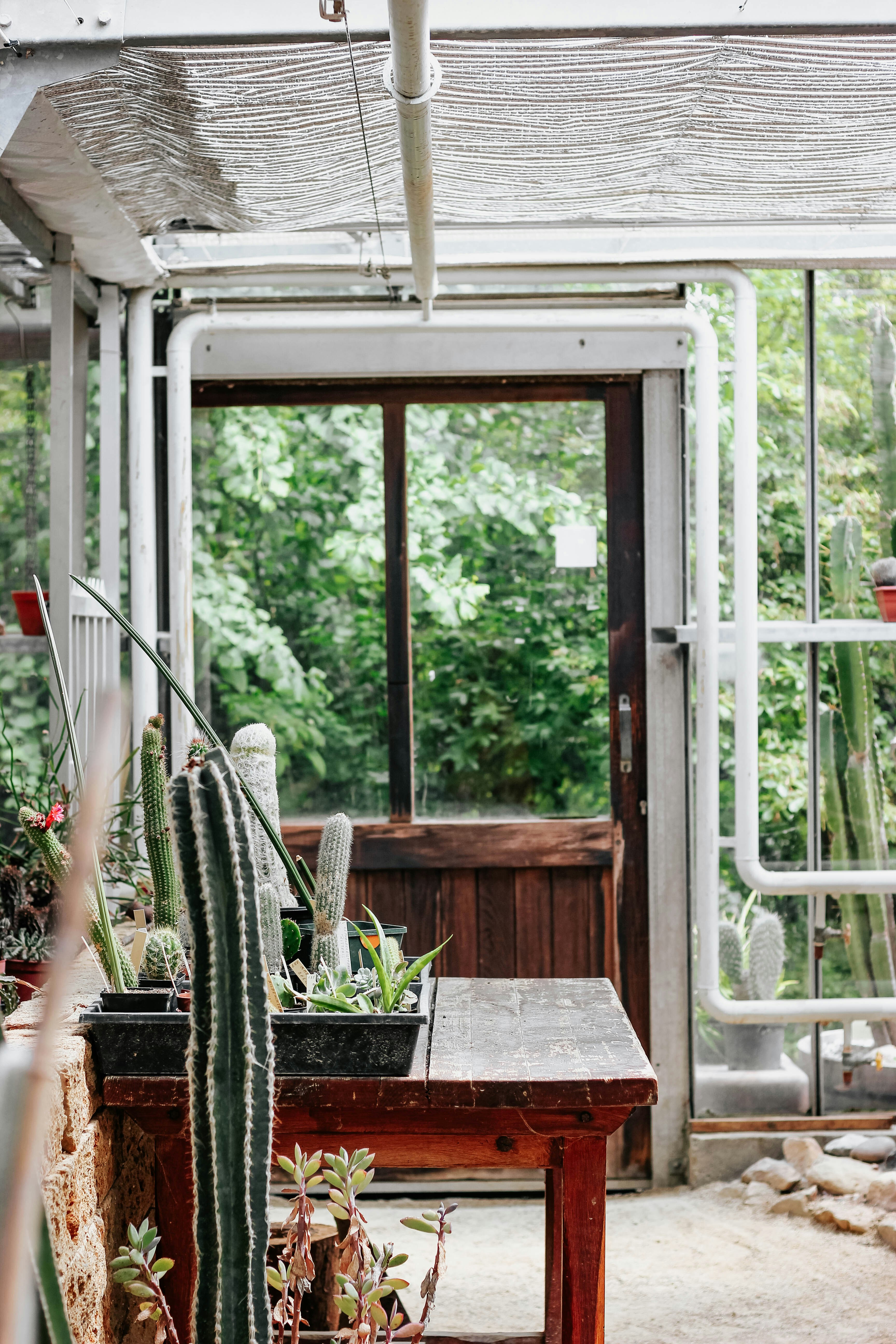 Greenhouse with Potted Cacti