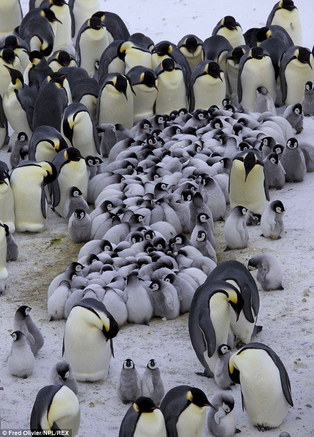 Emperor Penguin Colony on Snow