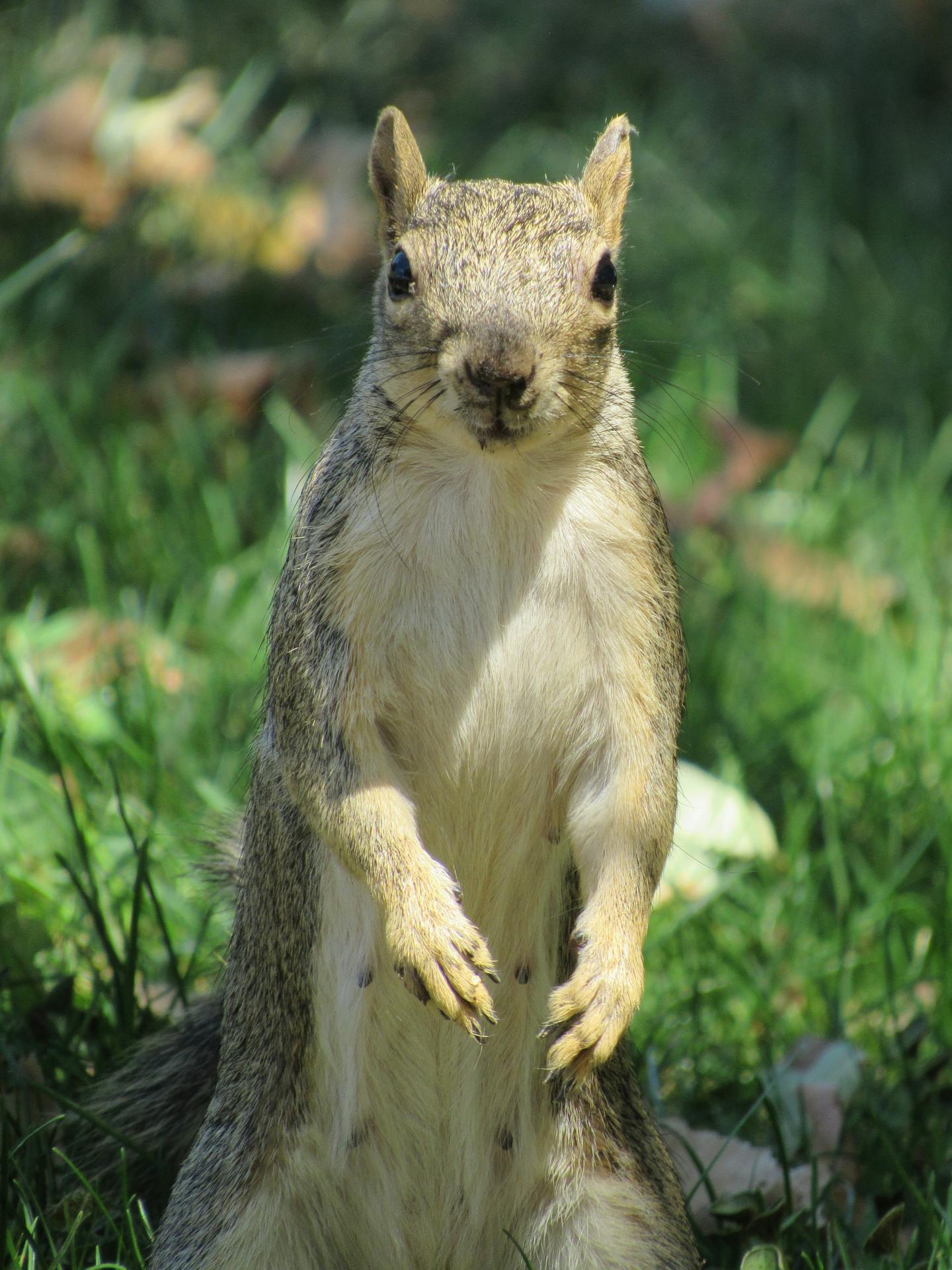 Squirrel Standing on Green Grass