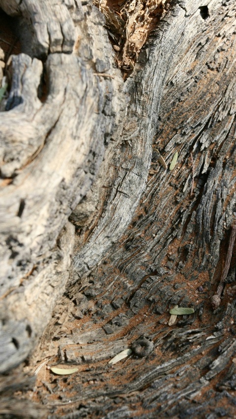Close-up of Weathered Tree Bark