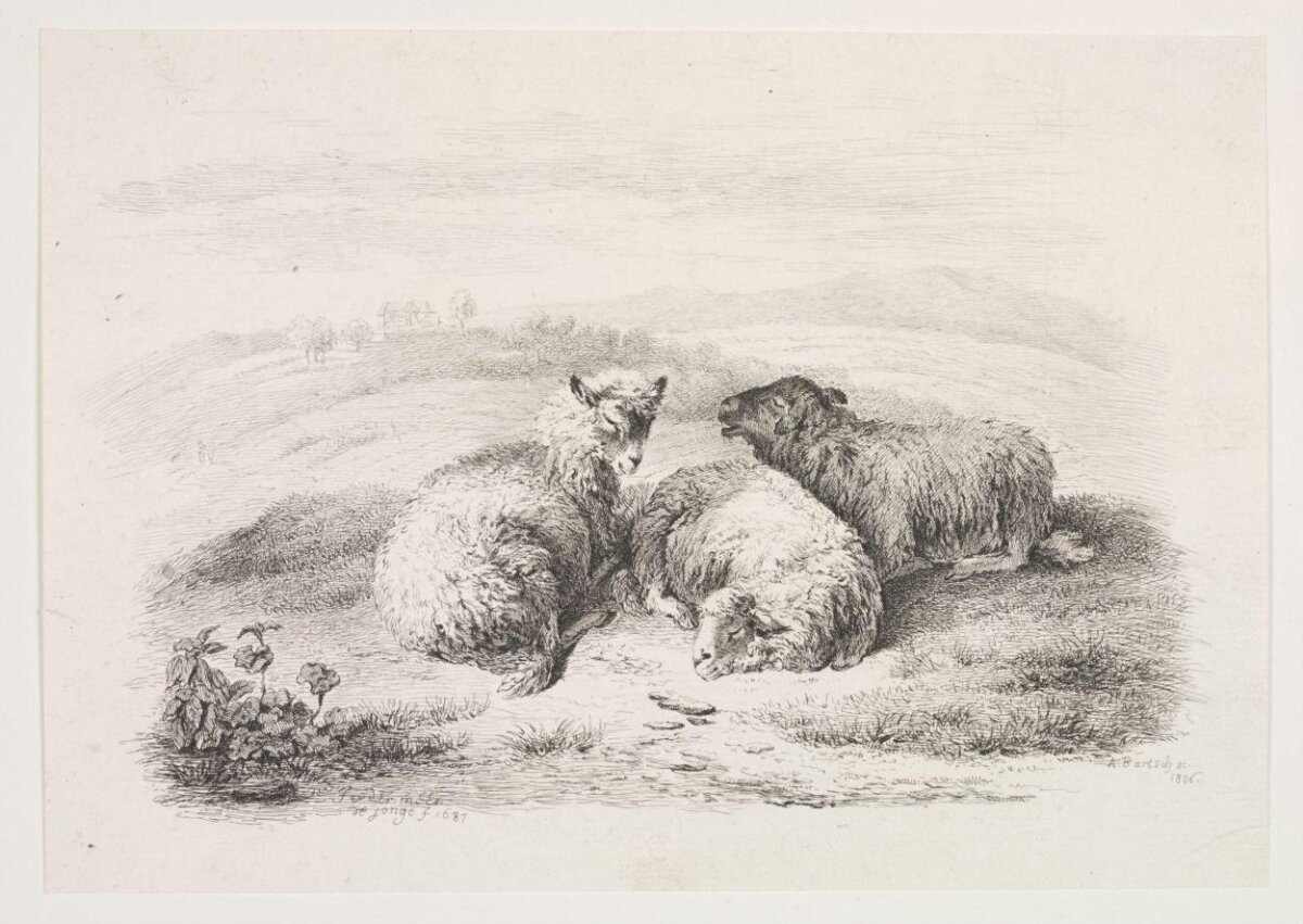 Three Resting Sheep in Pasture