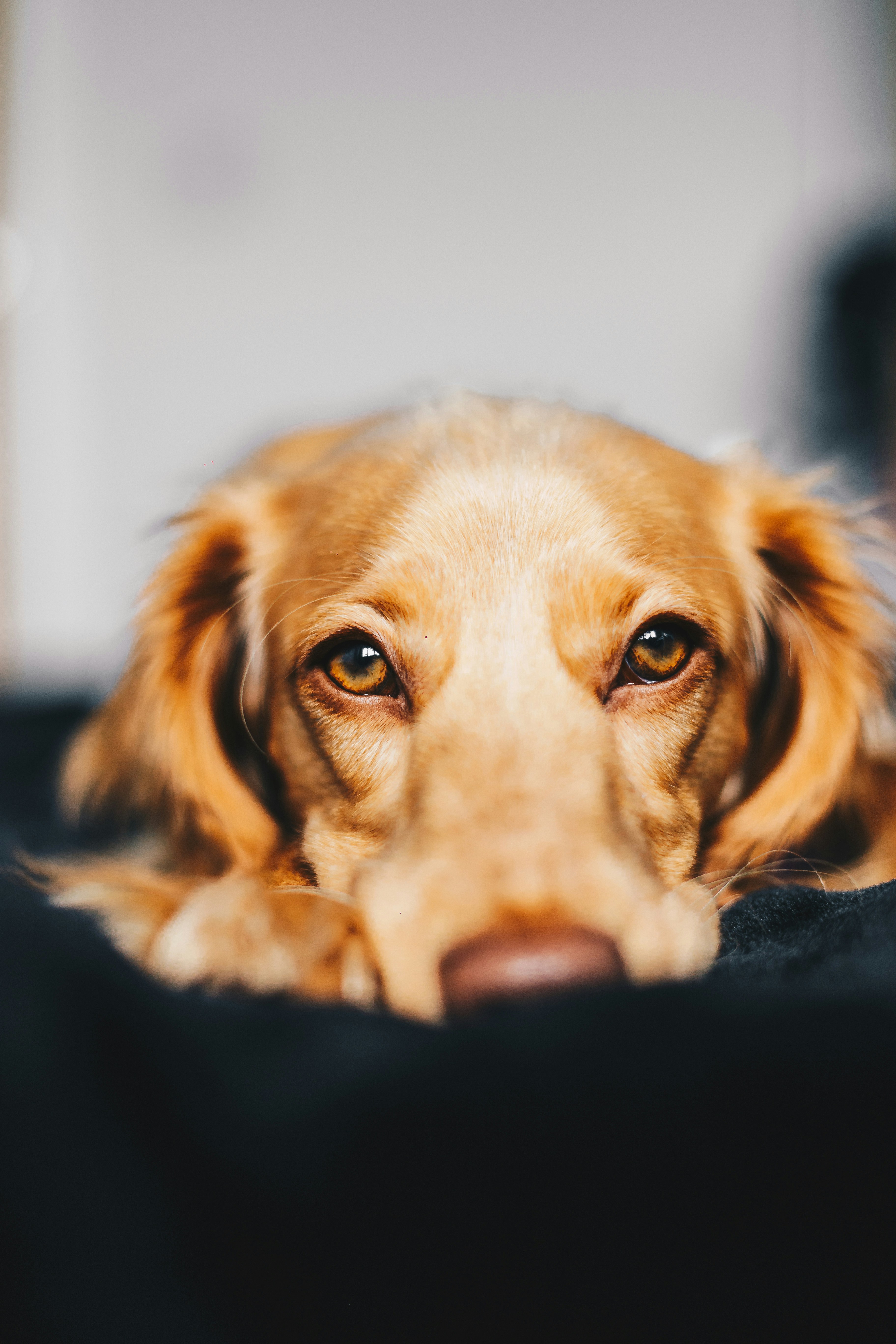 Resting Golden Retriever