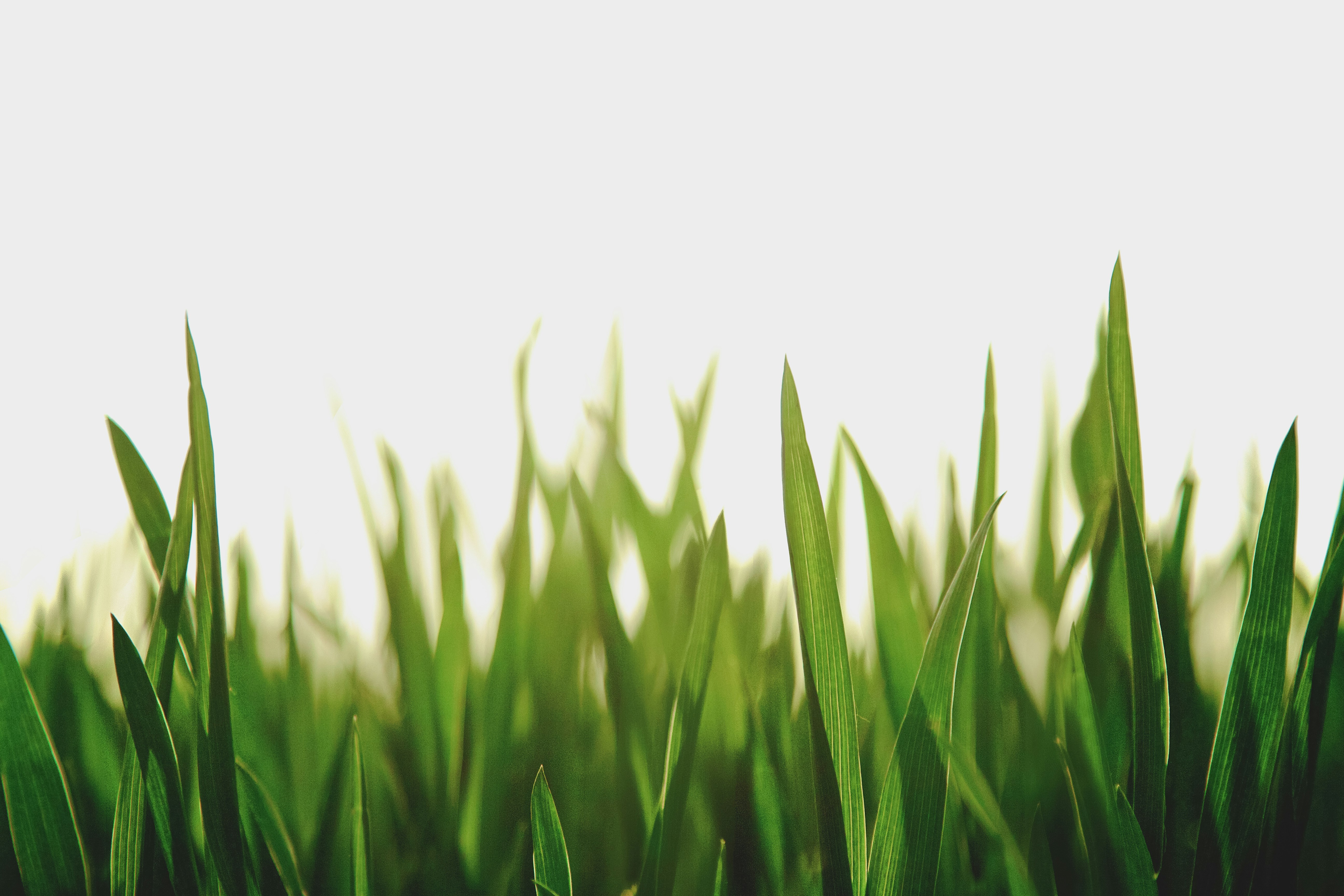 Close Up Green Grass Blades
