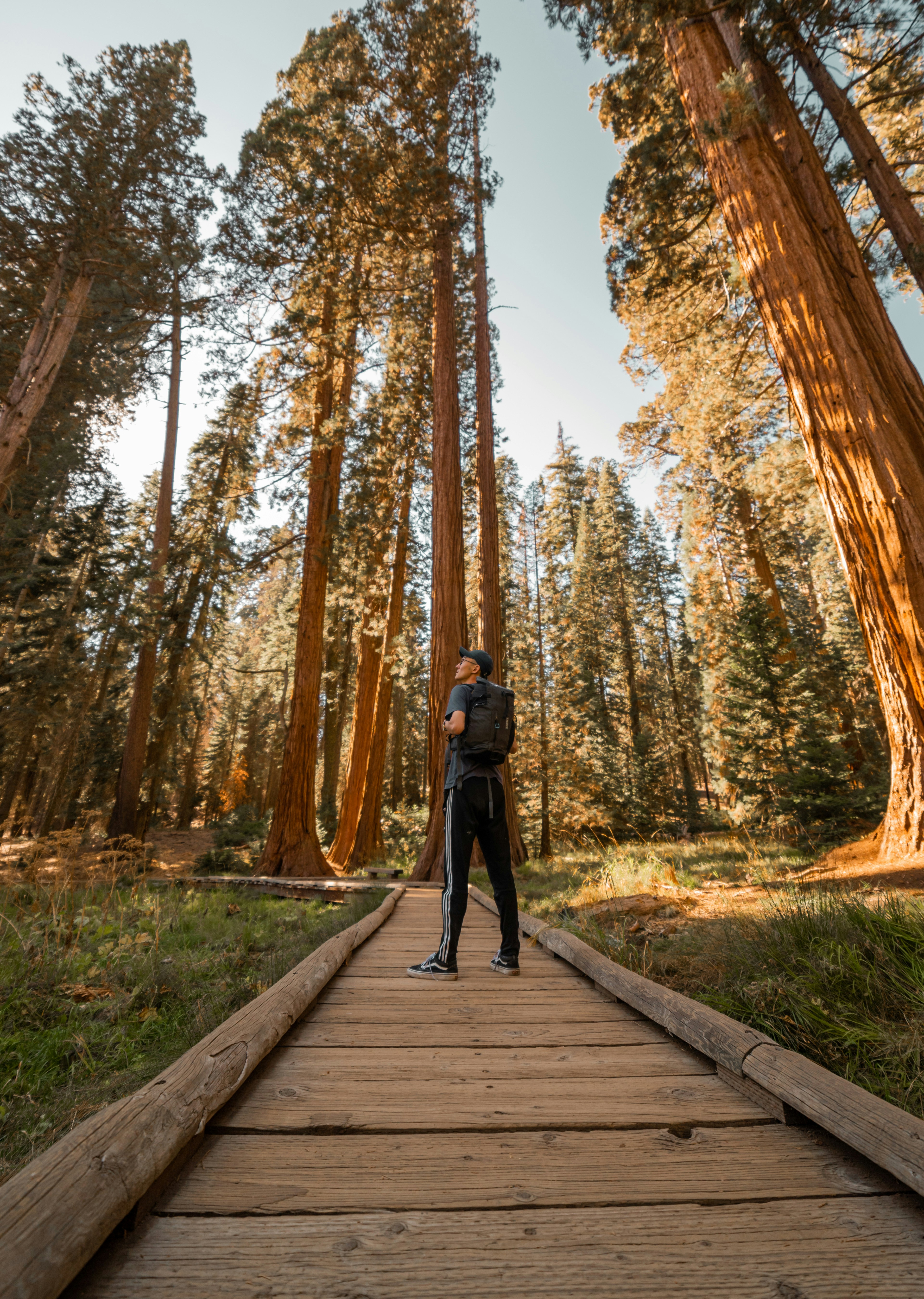 Hiker in Giant Sequoia Forest
