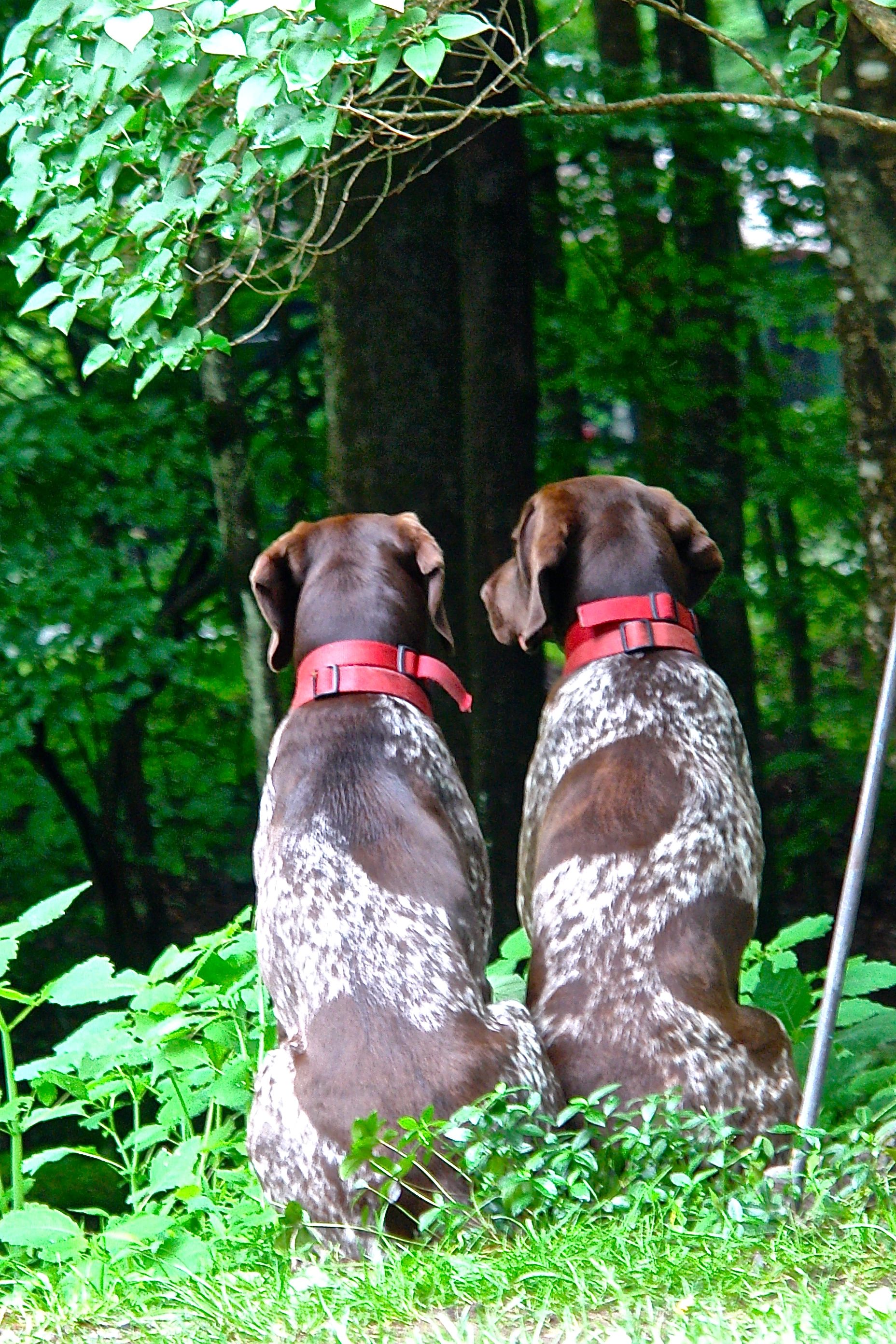 Two Dogs Looking Into Forest