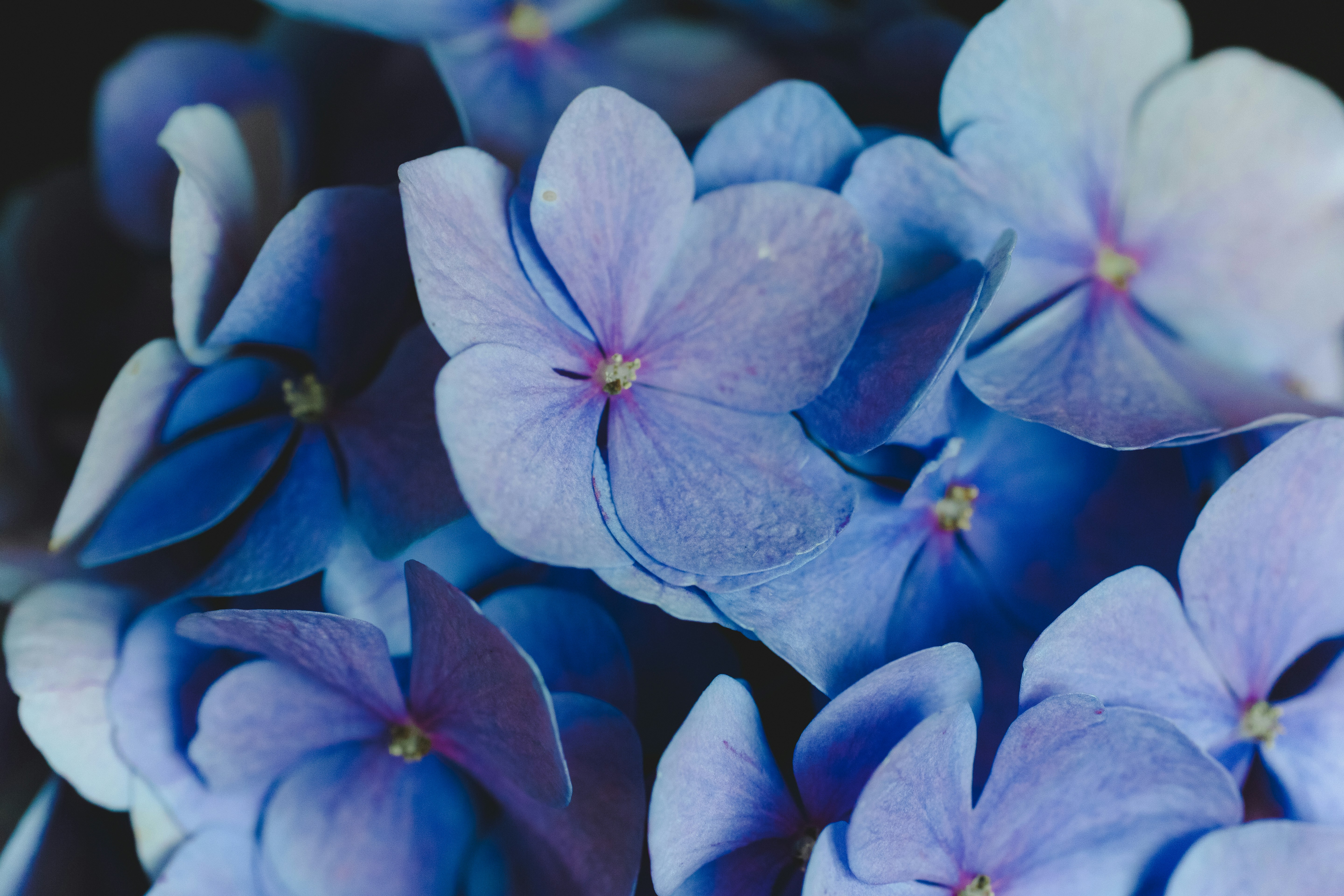 Close-up Blue Hydrangea Blooms