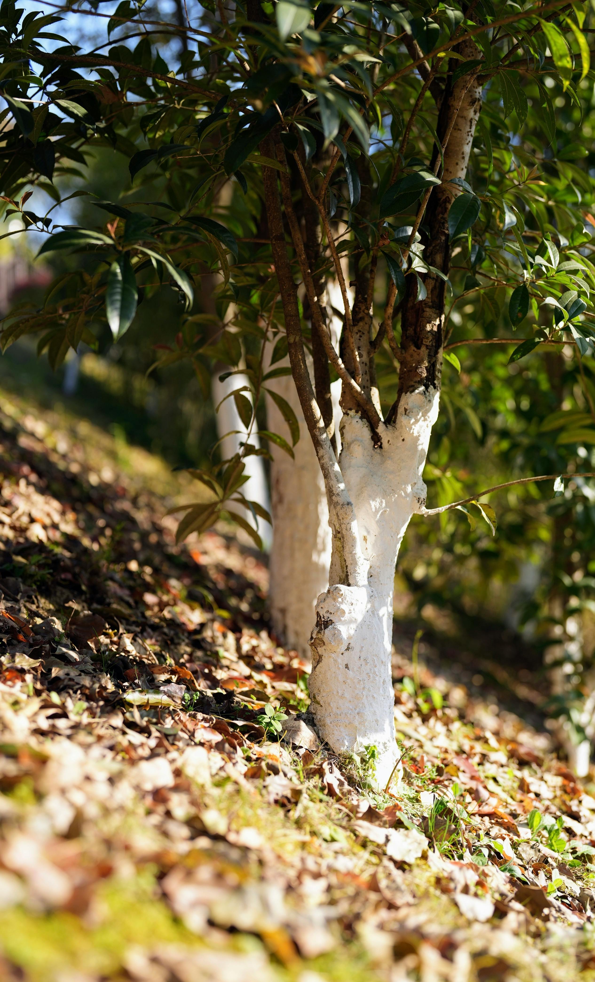 White-painted Tree Trunks on Slope