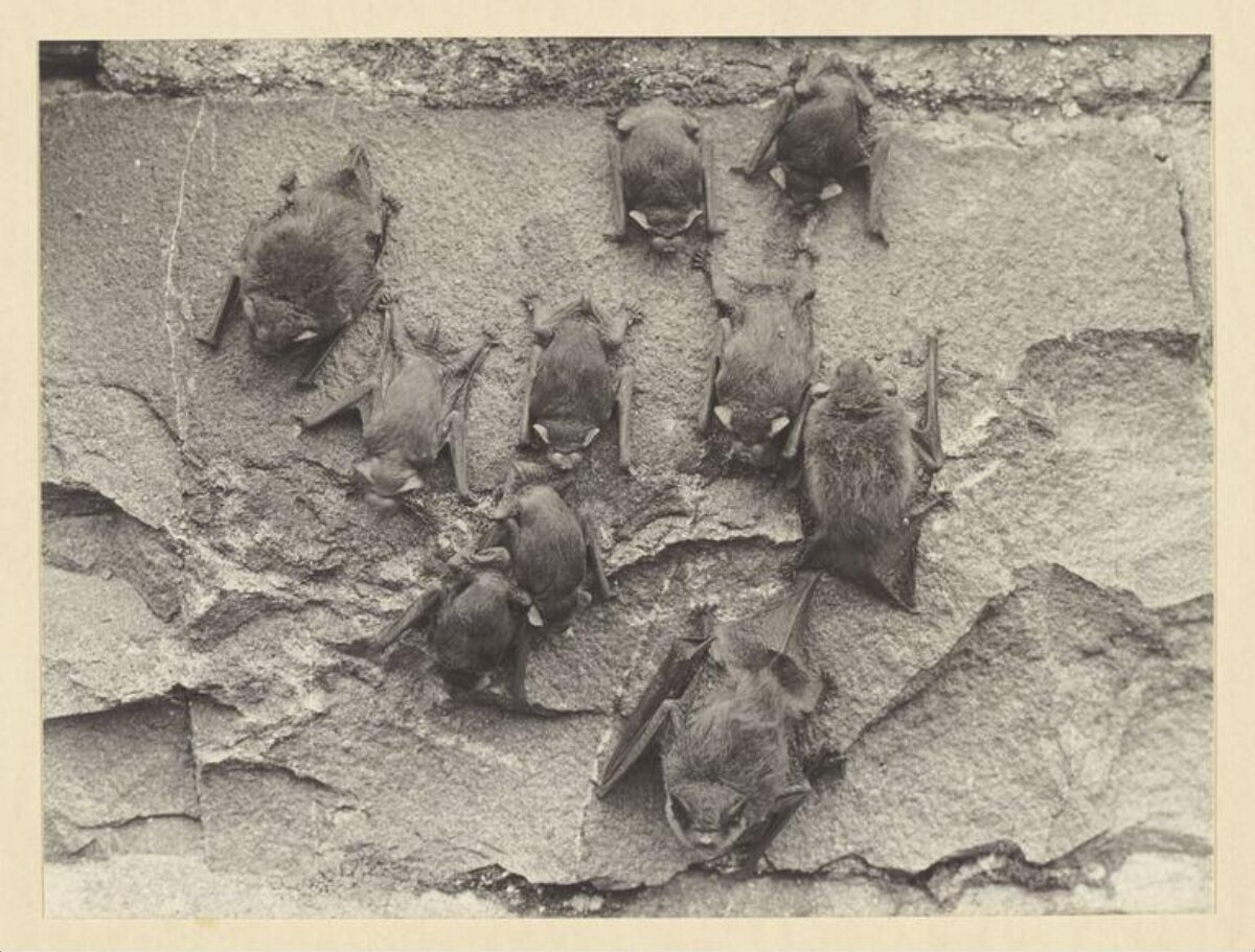 Bats Roosting on Stone Wall