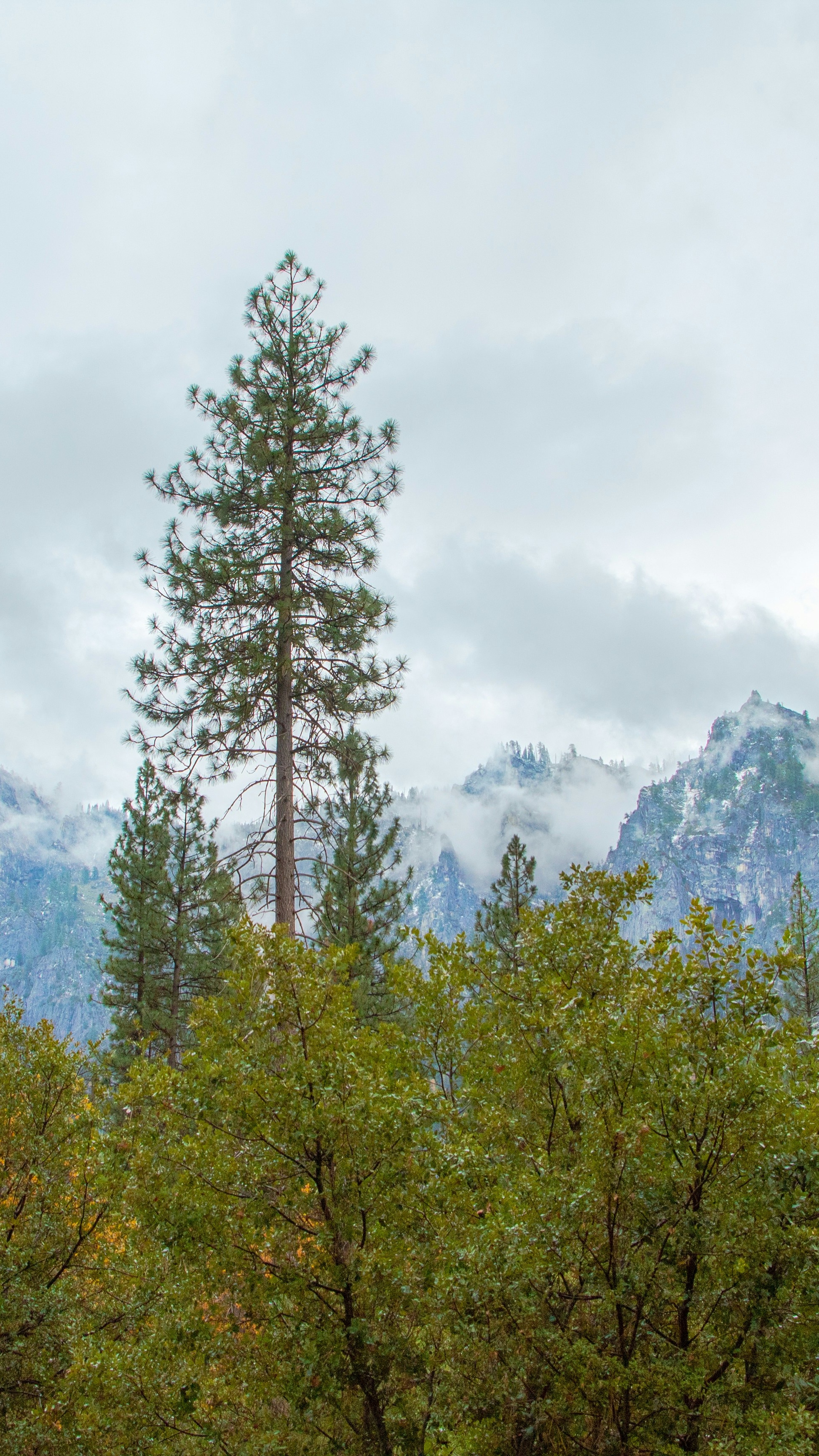 Tall Pine in Misty Mountain Forest