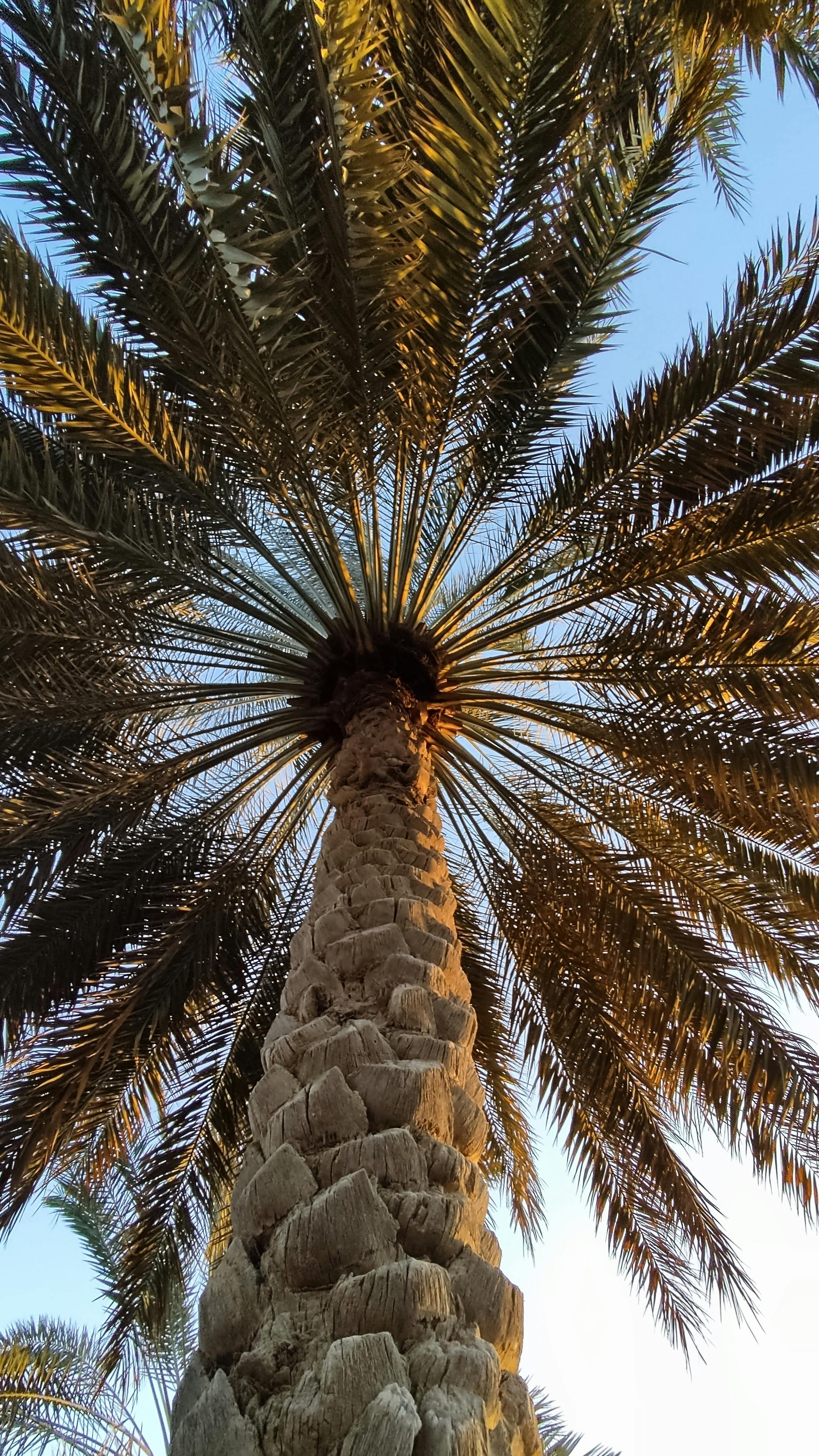 Low Angle View of Date Palm