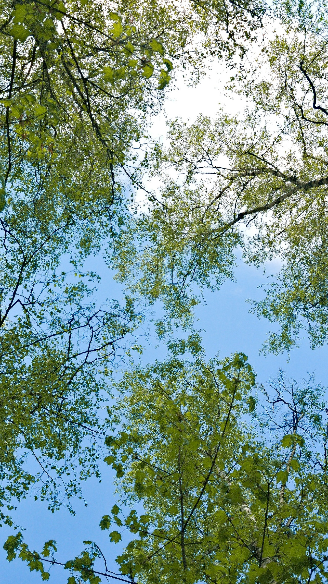 Wallpapers