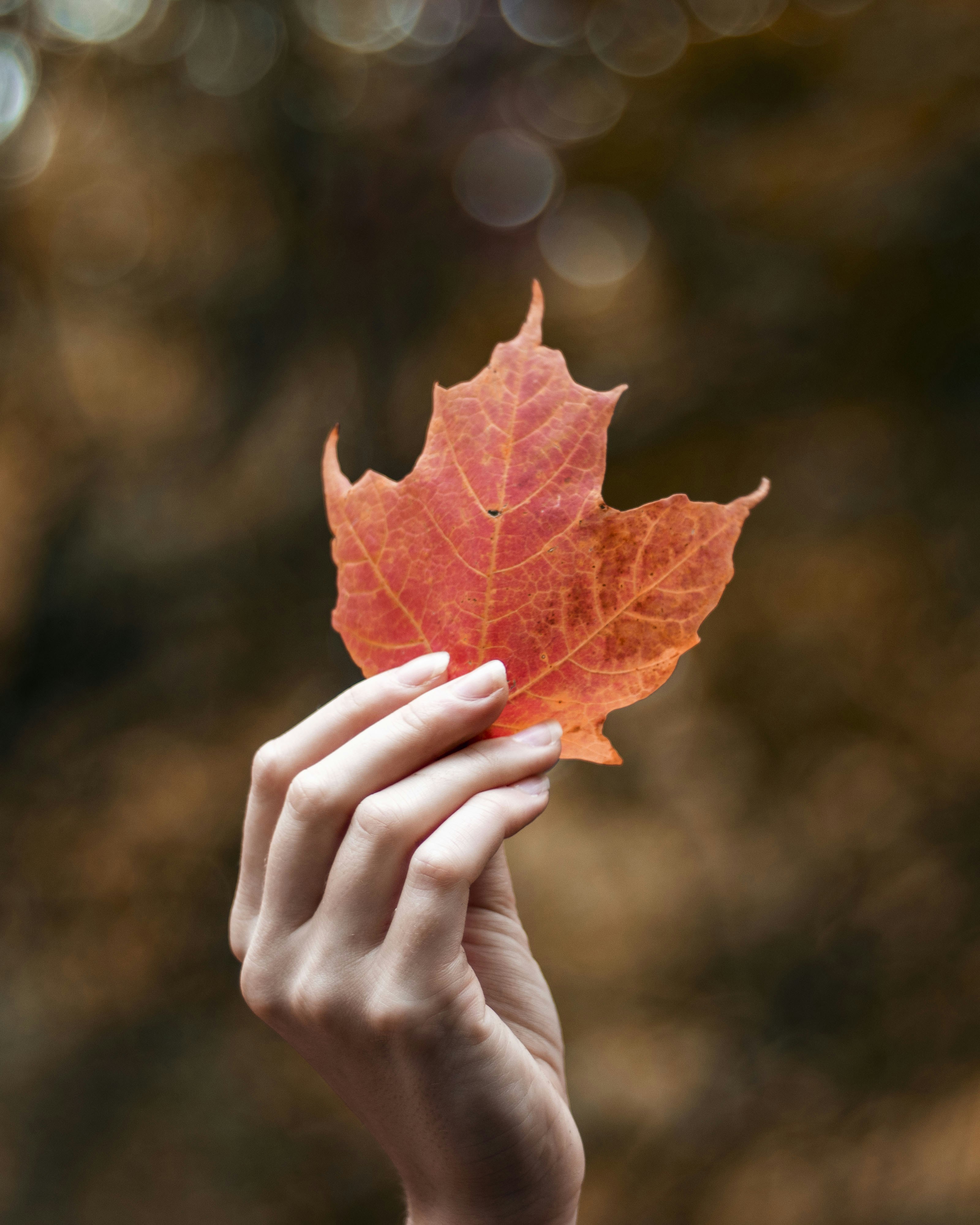 Hand Holding Red Autumn Maple Leaf