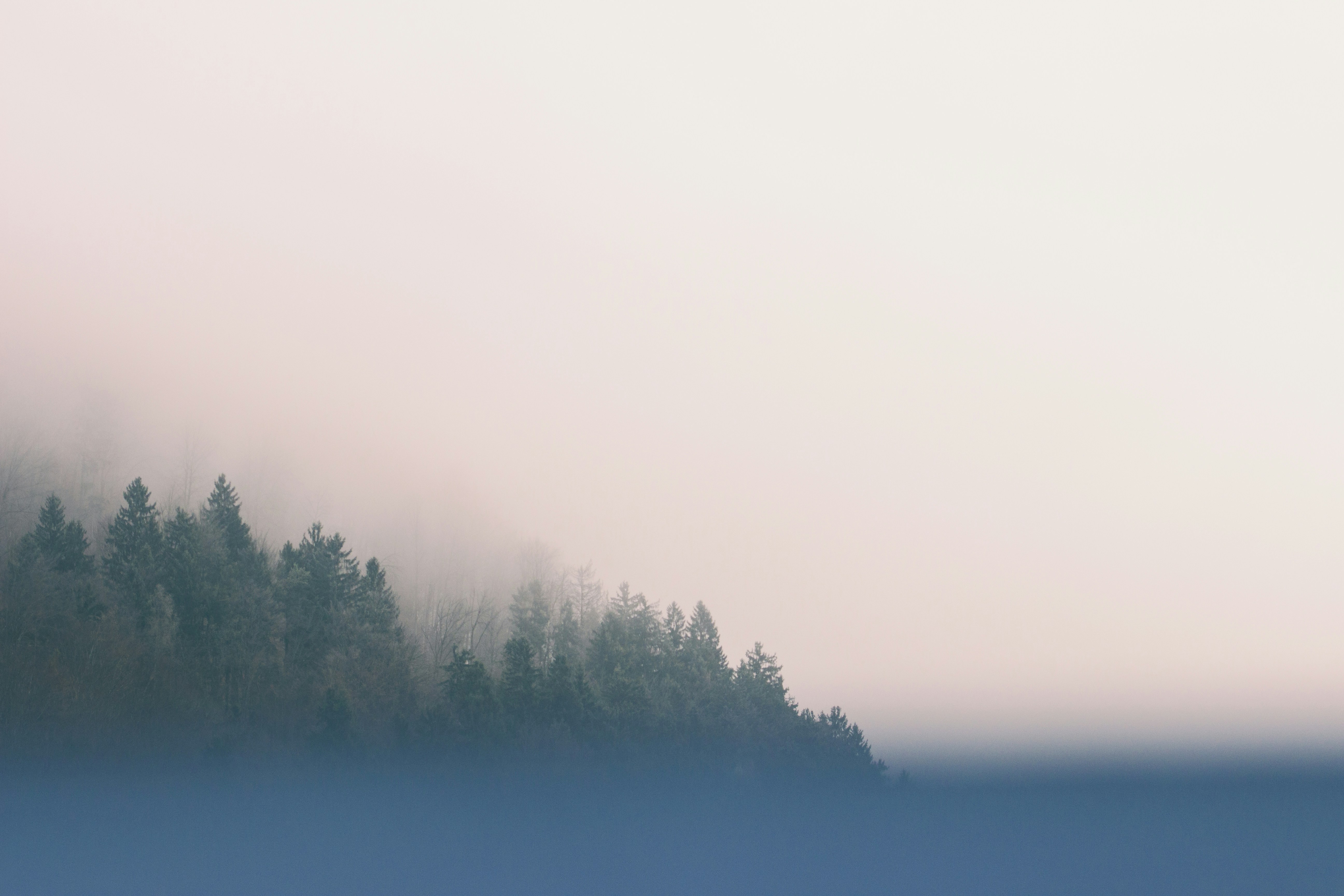 Foggy Forest Slope