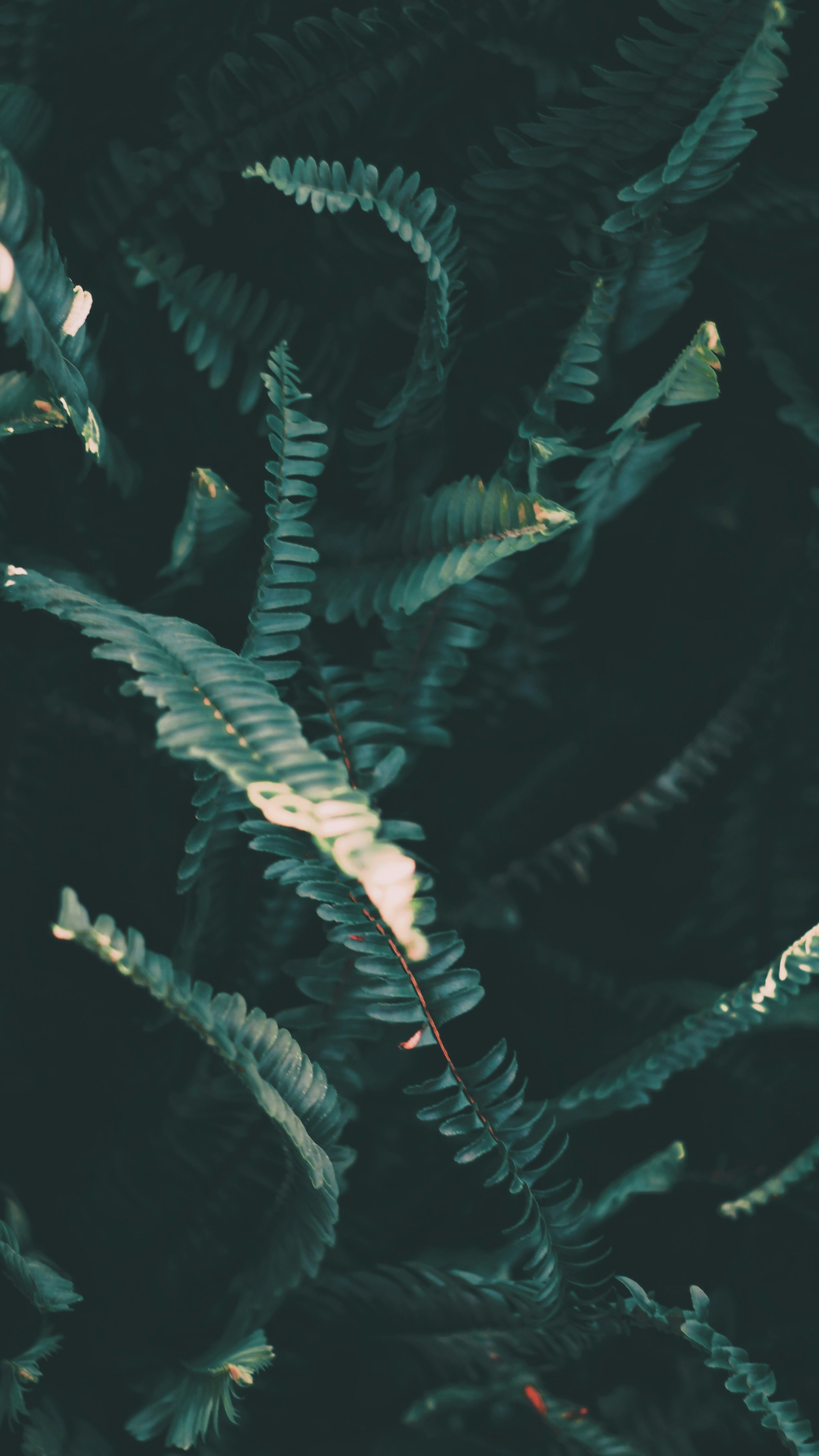 Wallpapers