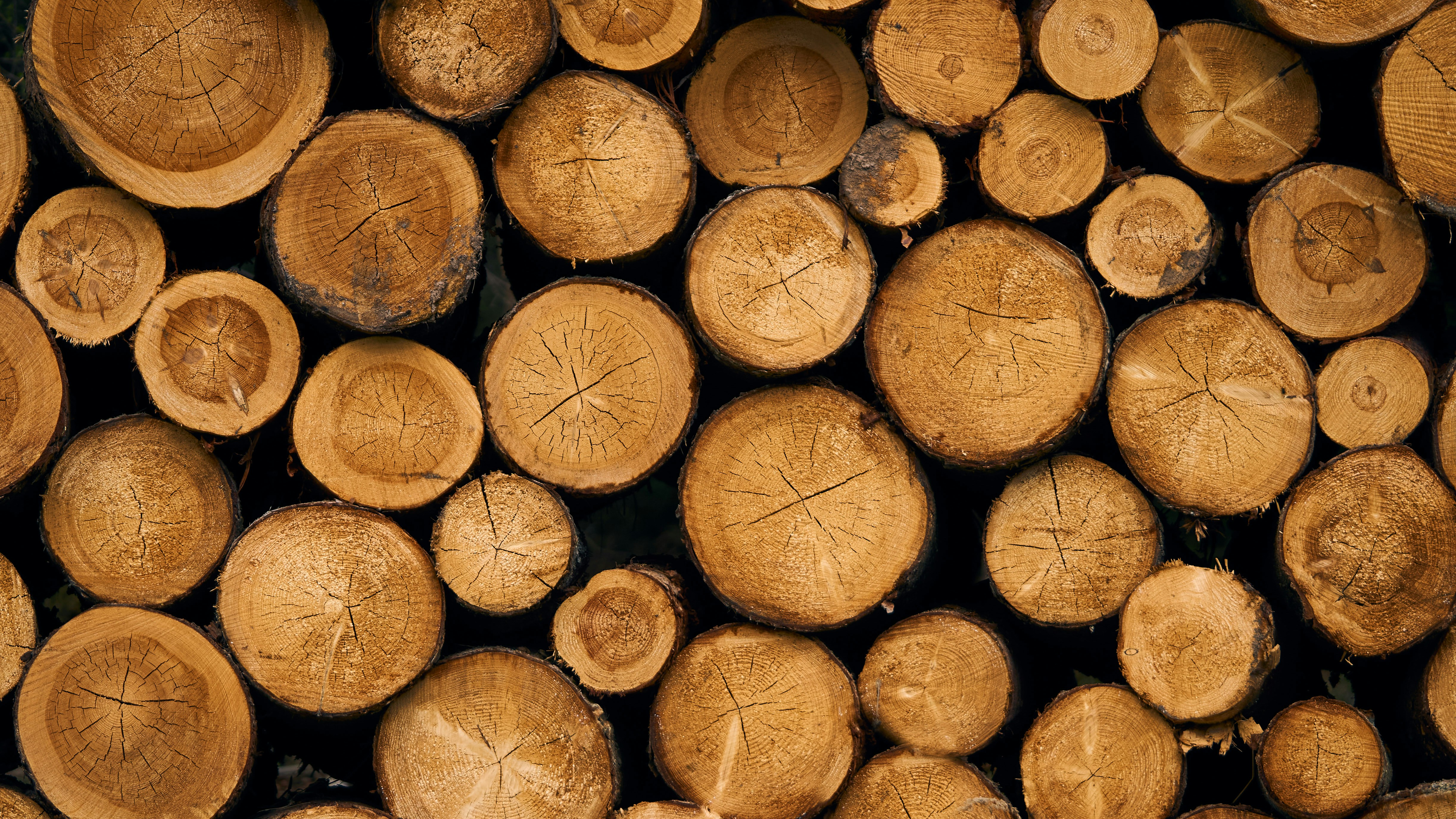 Piled Cut Log Cross Sections