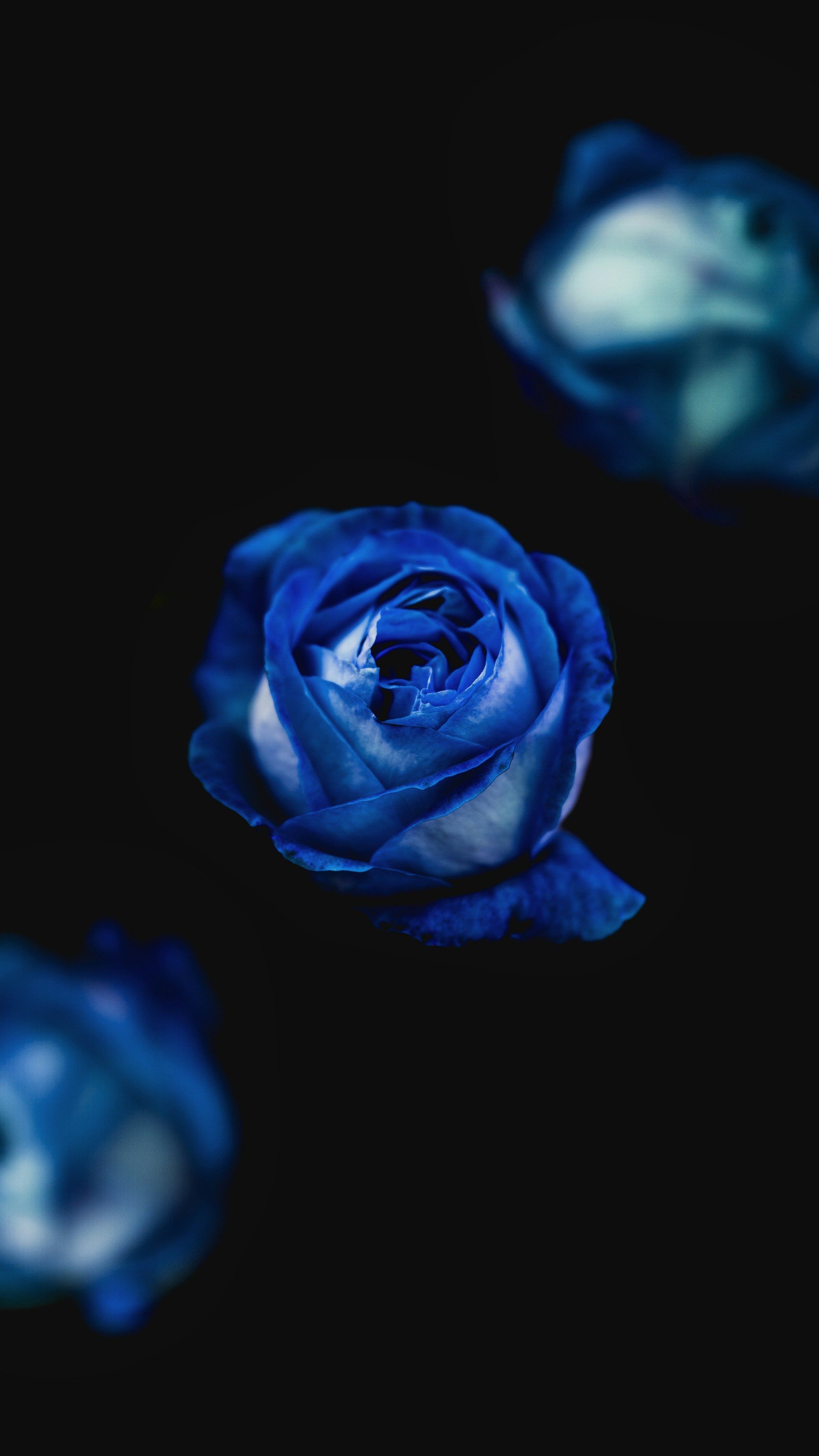 Blue Roses on Black Background
