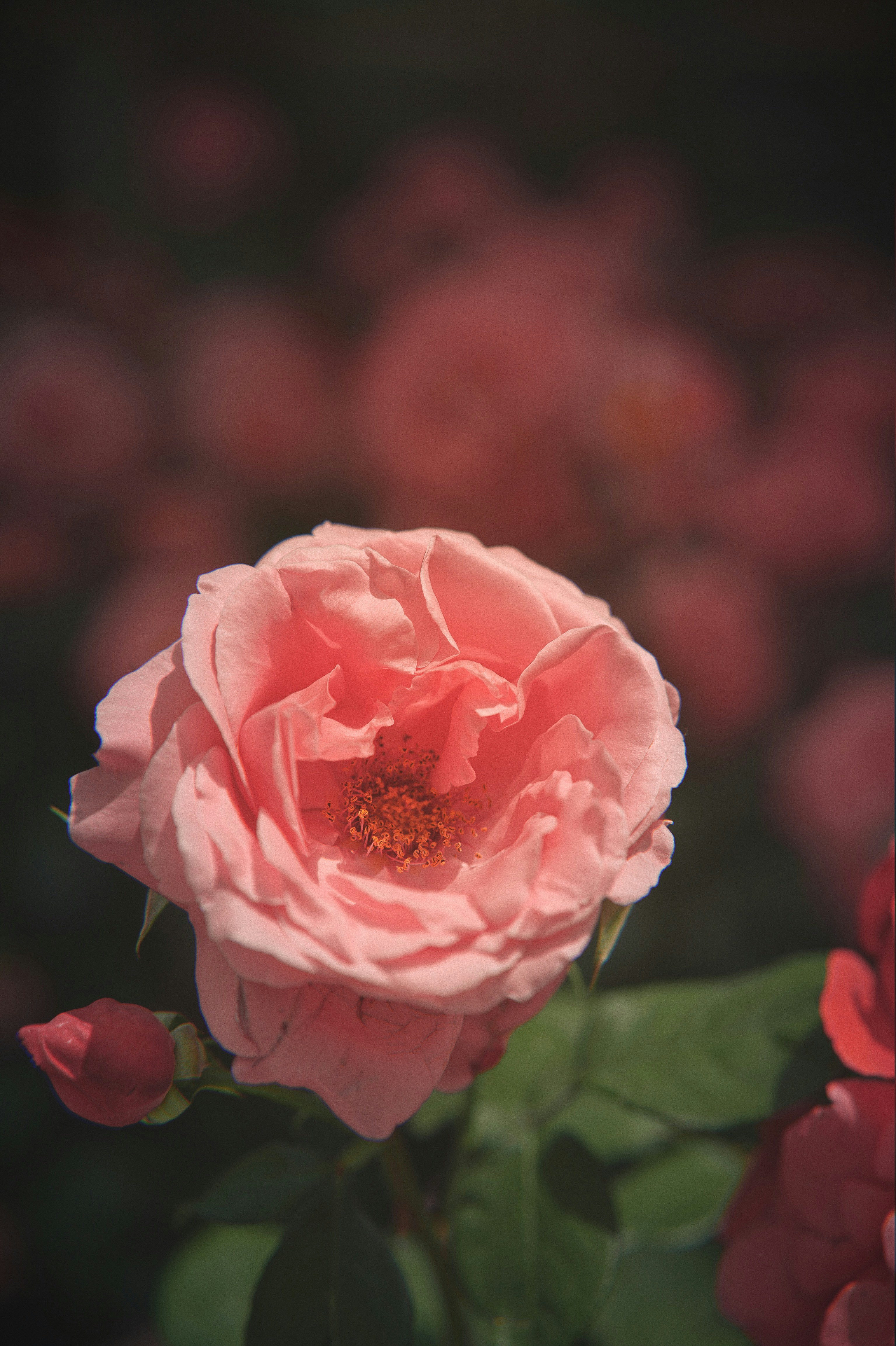 Blooming Pink Rose