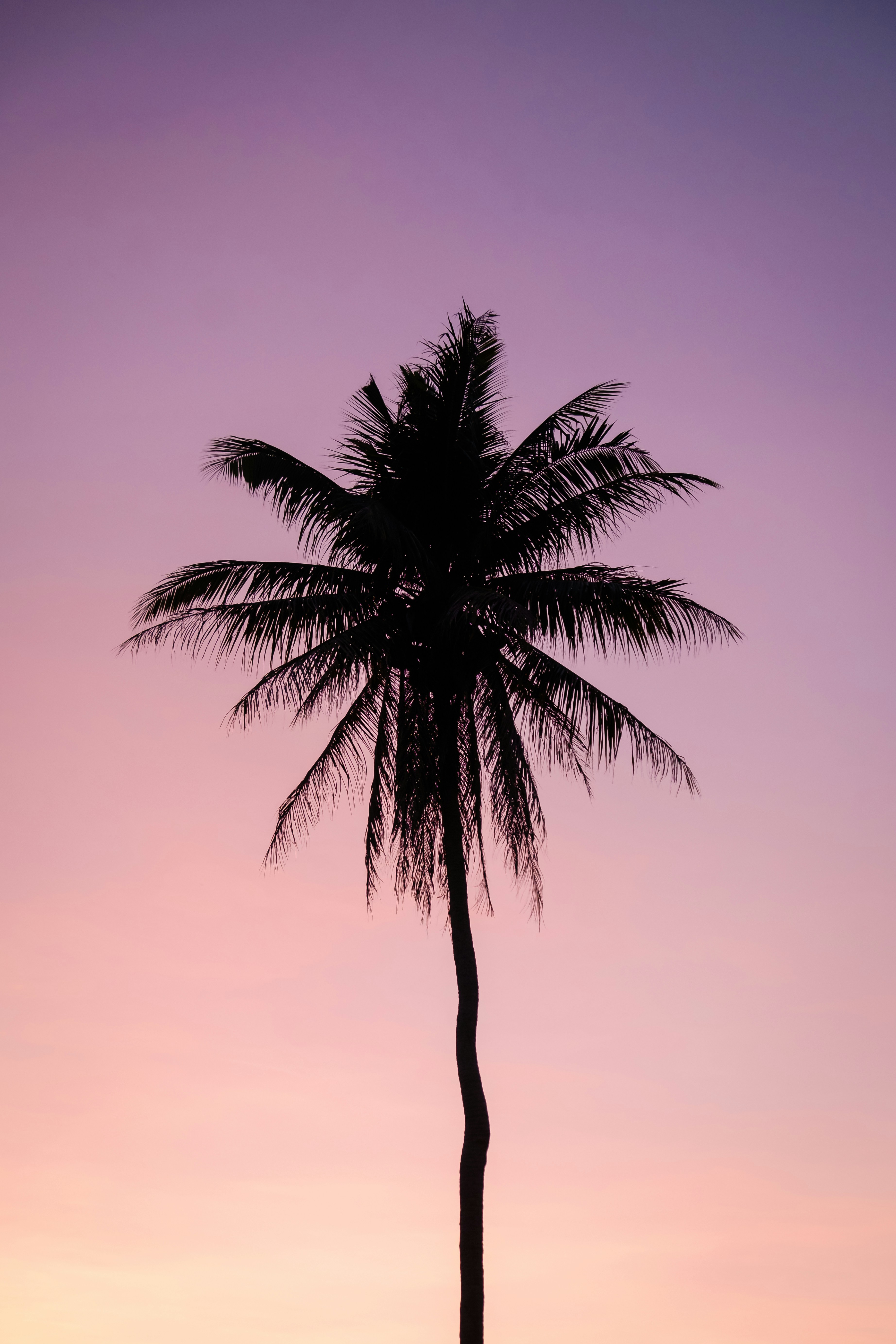 Coconut Palm Silhouette at Dusk