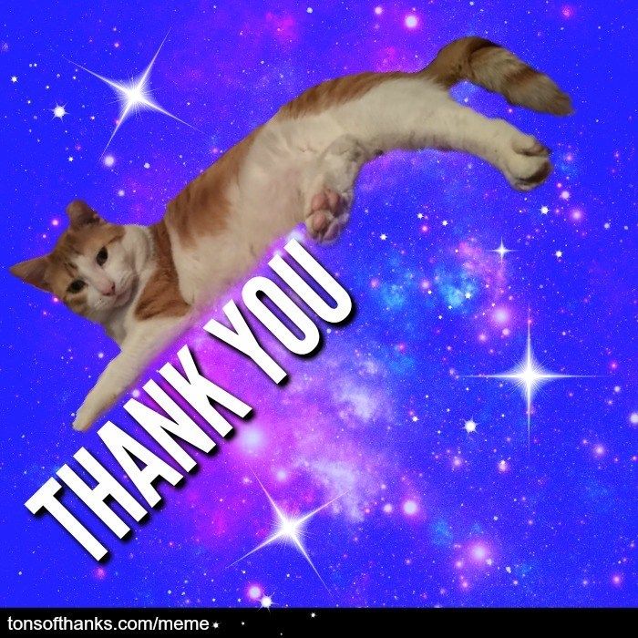 Thank You Cat Meme
