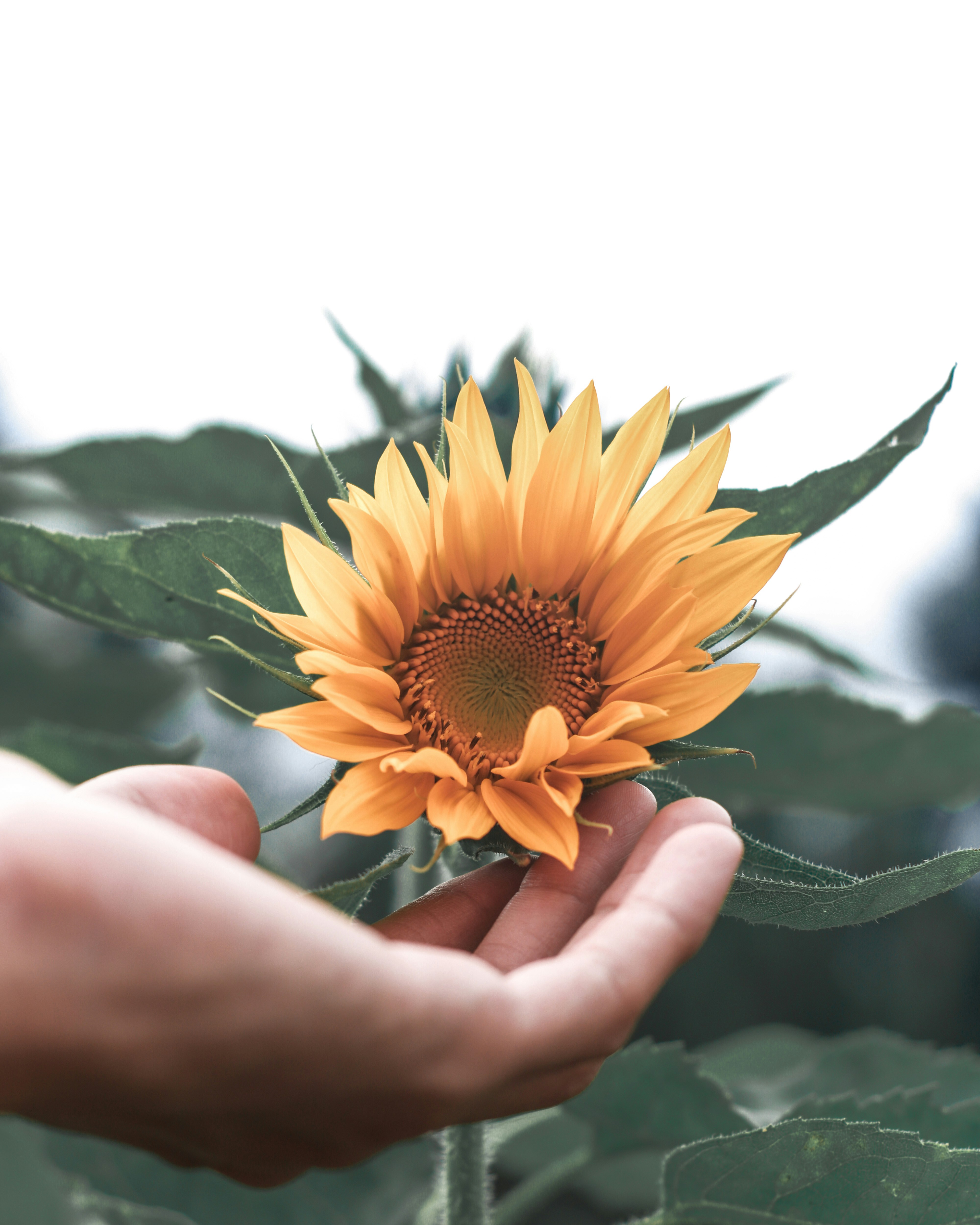 Hands Holding A Sunflower