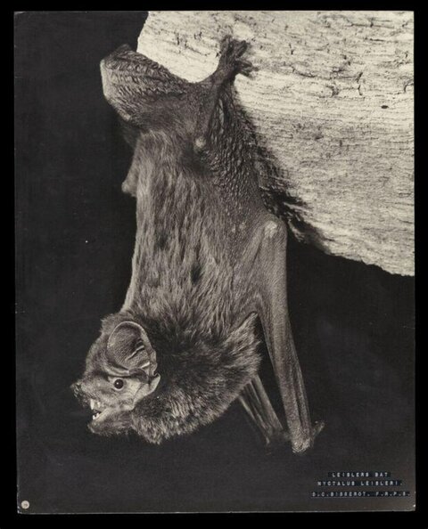 Leisler's Bat Hanging Upside Down