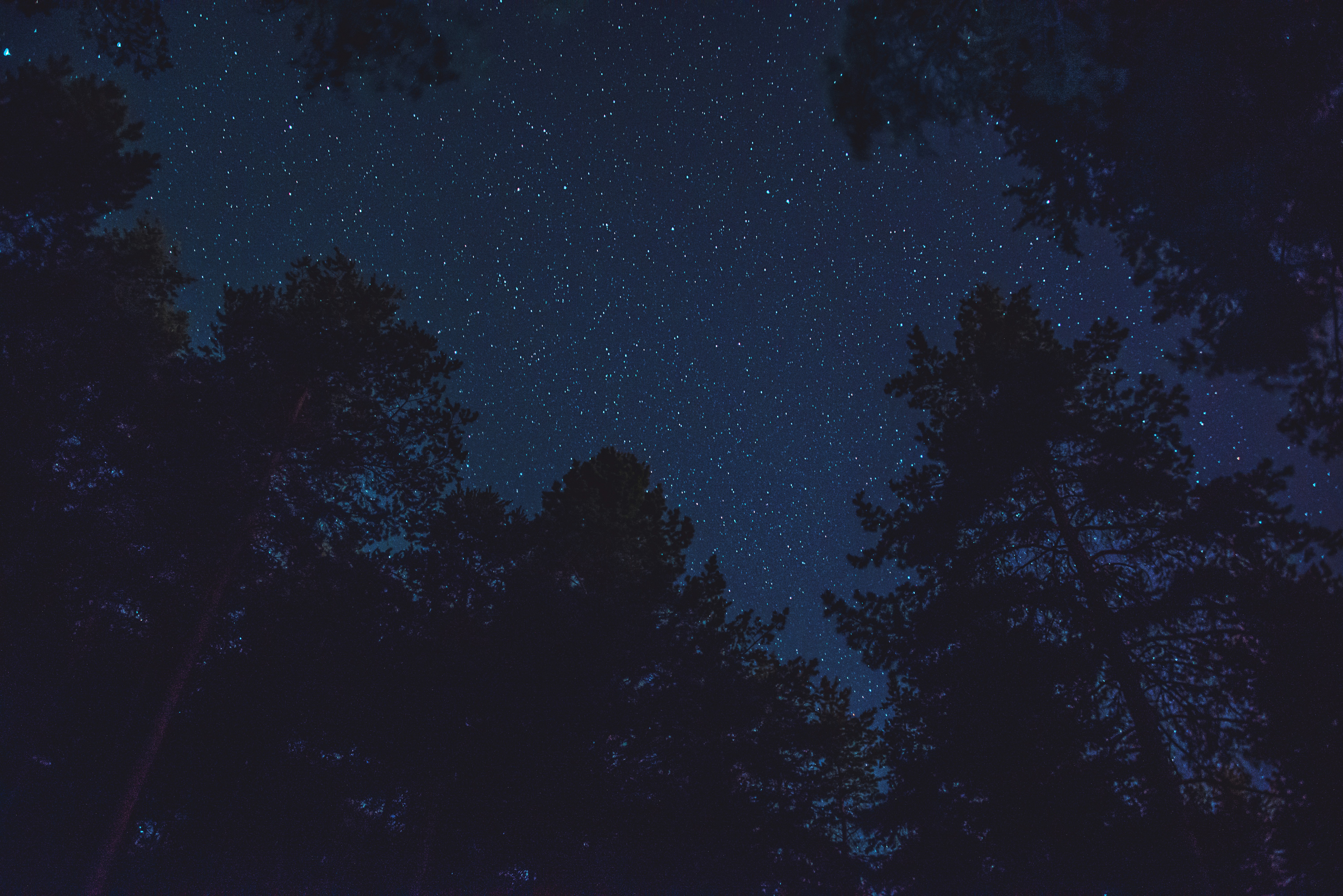 Starry Night Above Forest