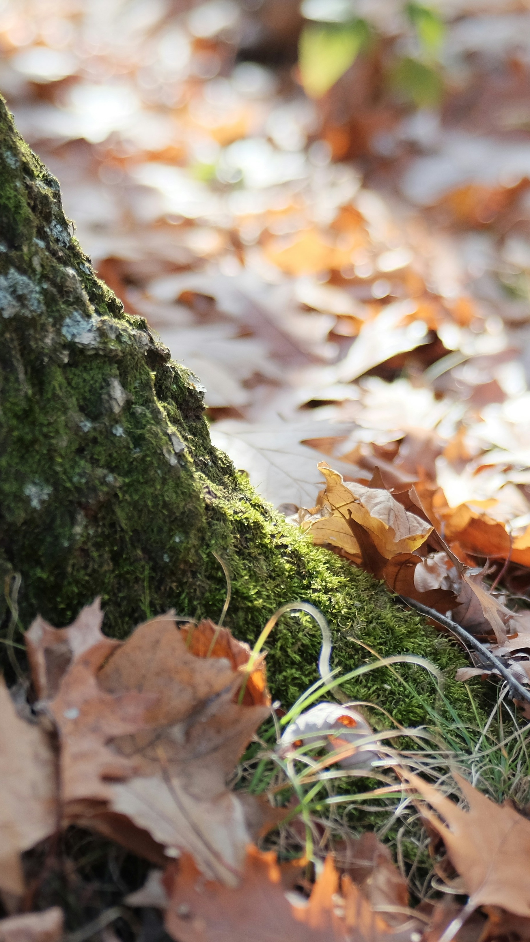 Autumn Forest Floor at Mossy Tree Base