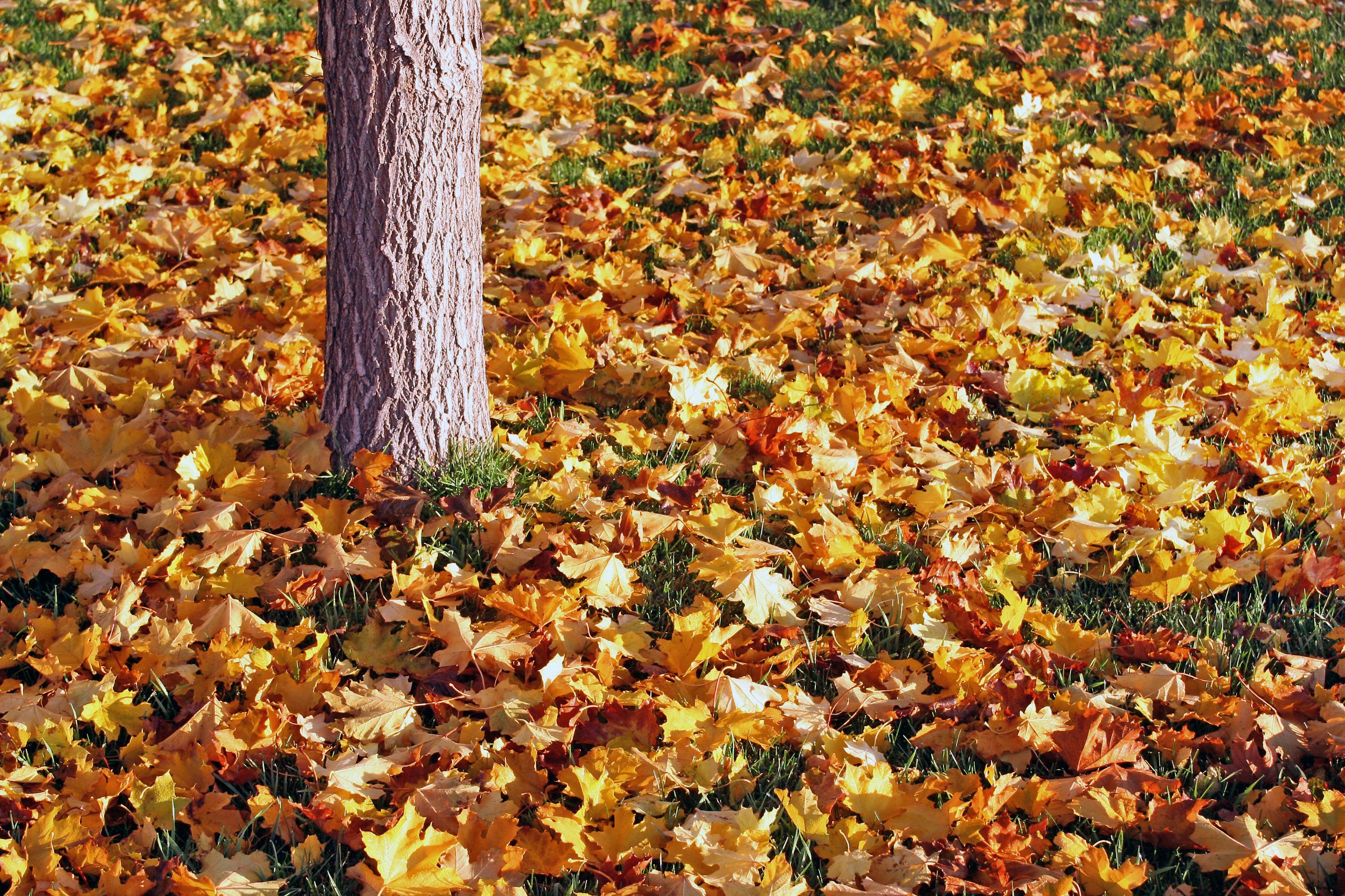 Autumn Fallen Leaves by Tree Trunk