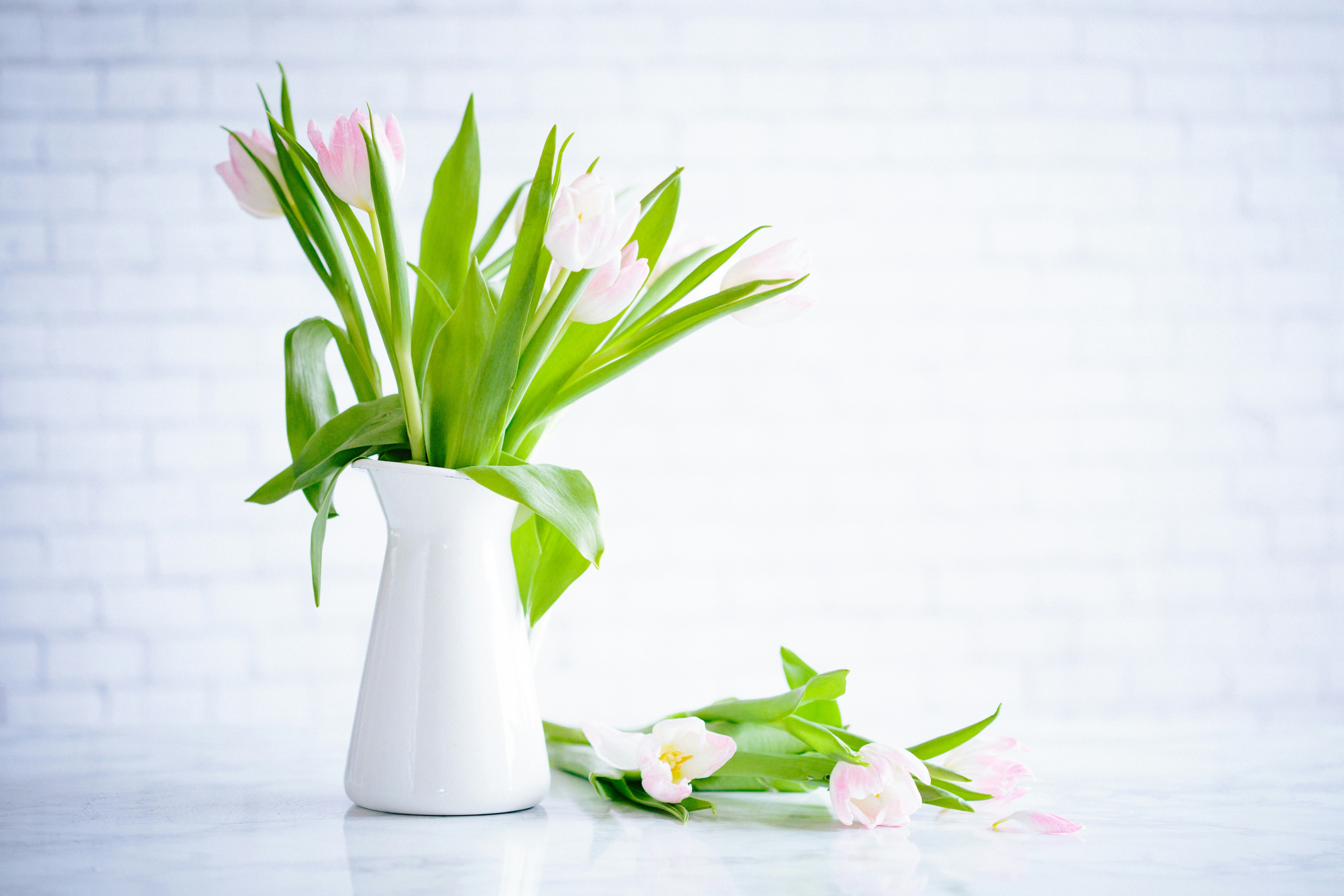 Pink Tulips in White Vase