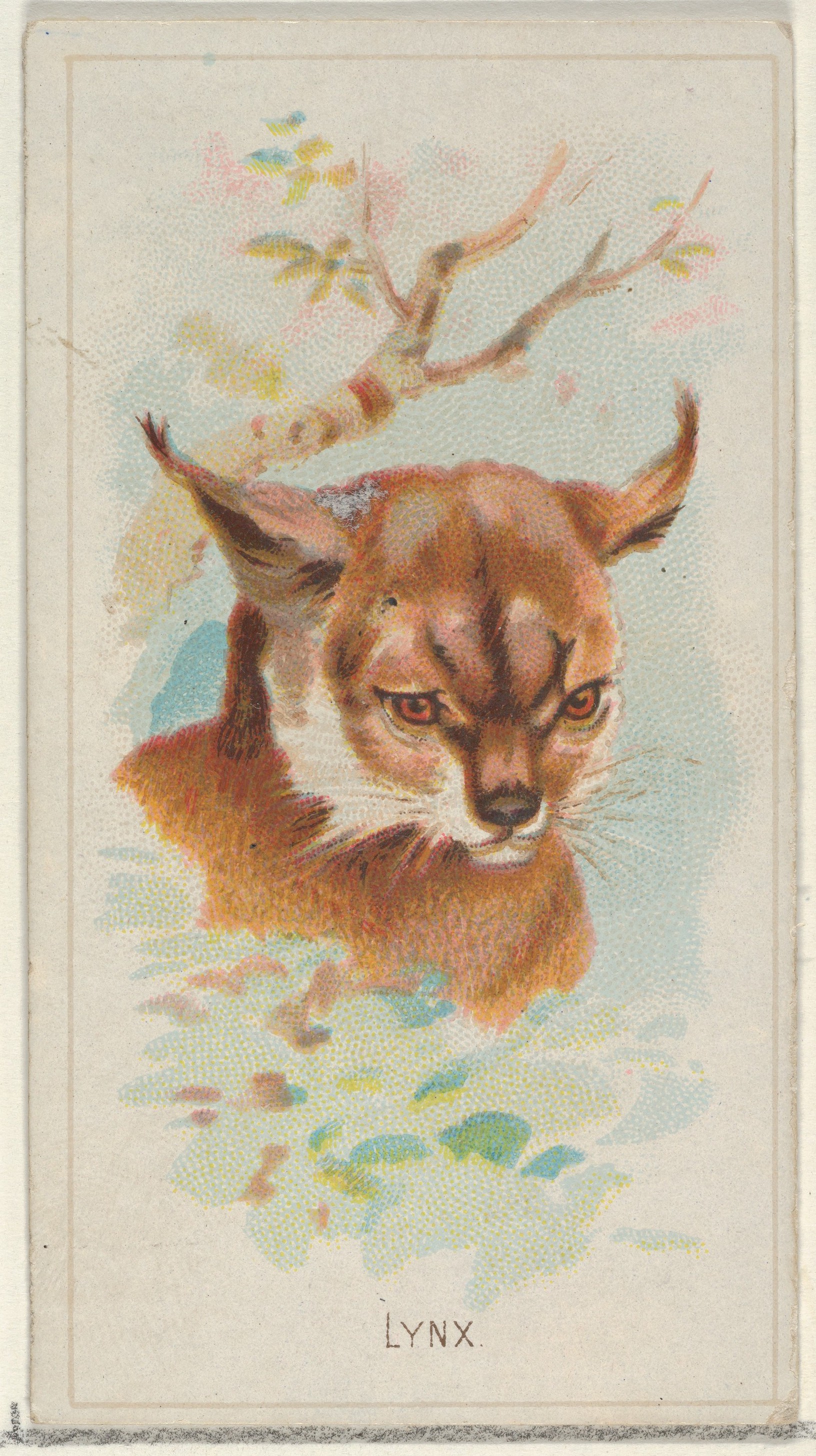 Vintage Lynx Head Illustration