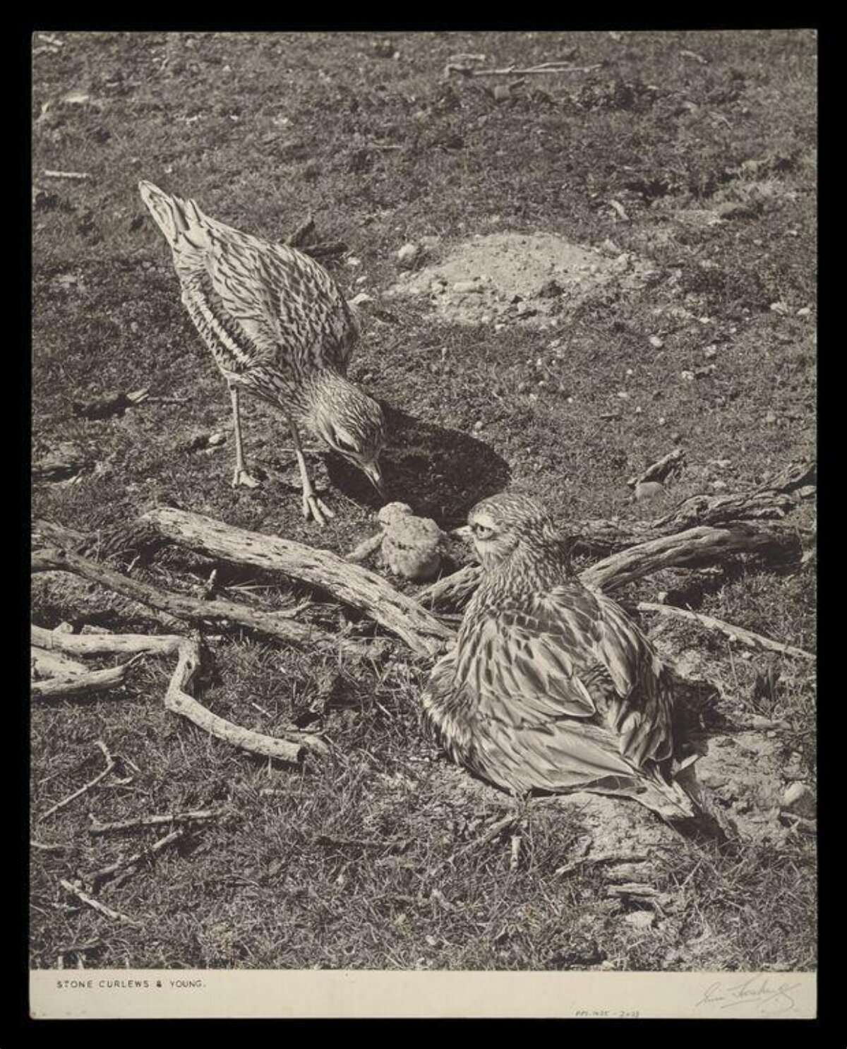 Stone Curlews and Their Young