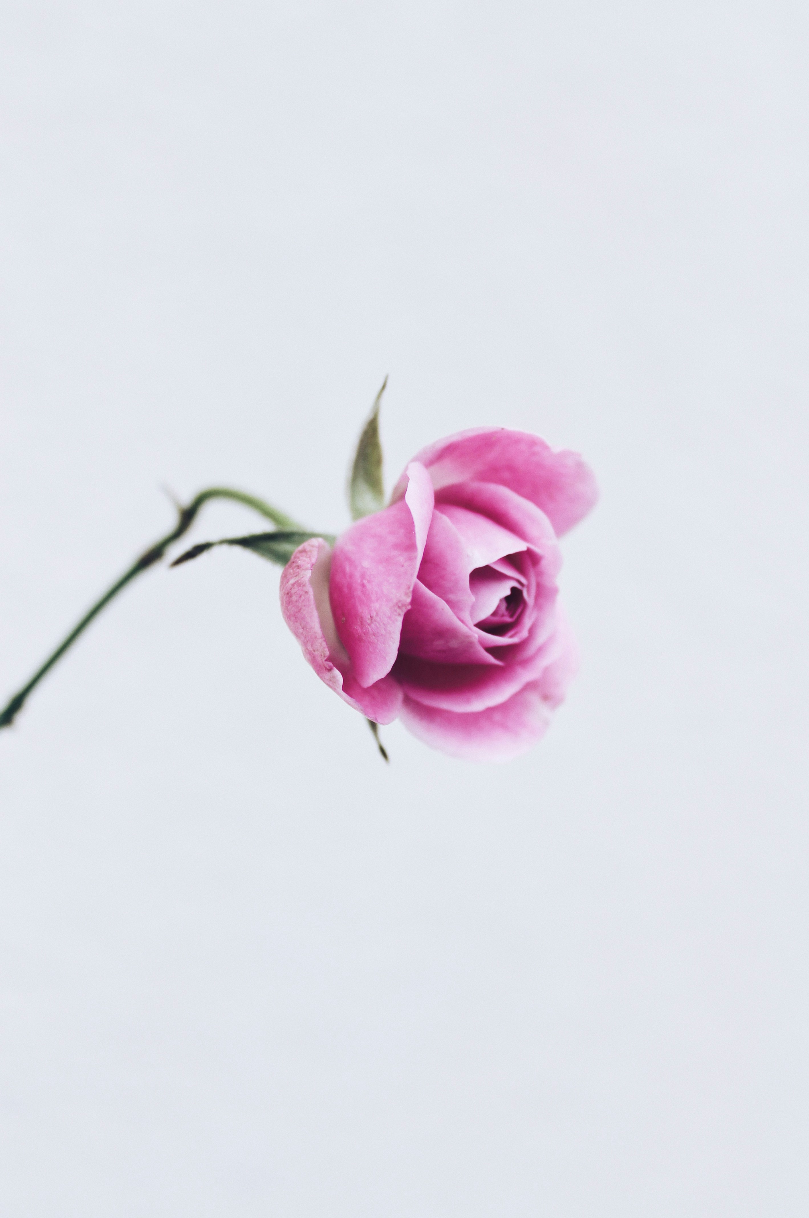 Single Pink Rose