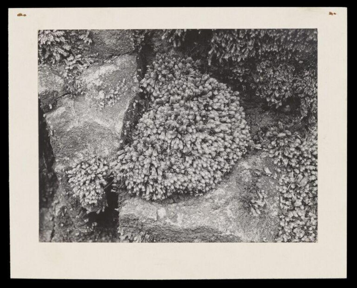 Moss Clumps Growing on Rock