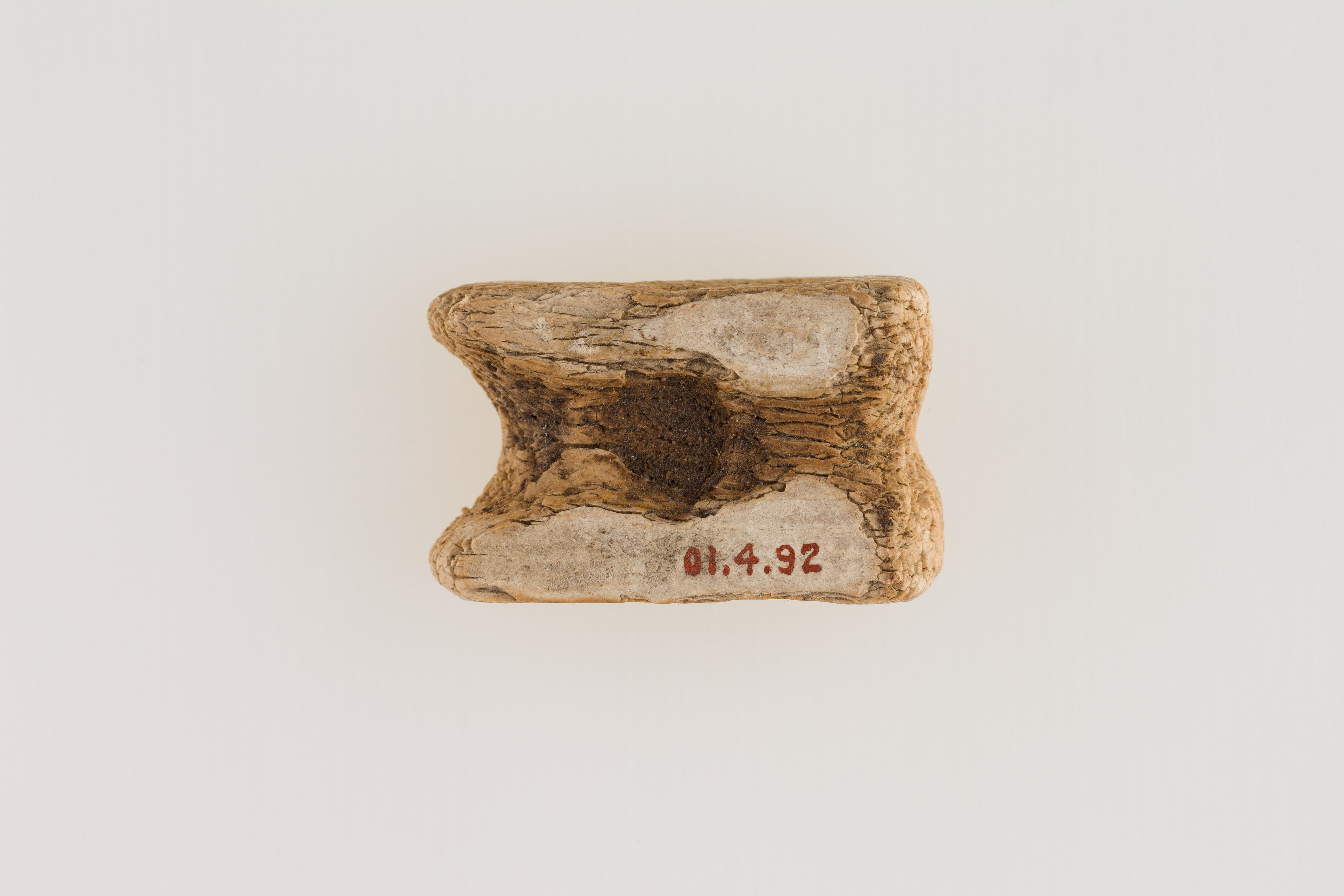 Fossilized Vertebra Bone Specimen