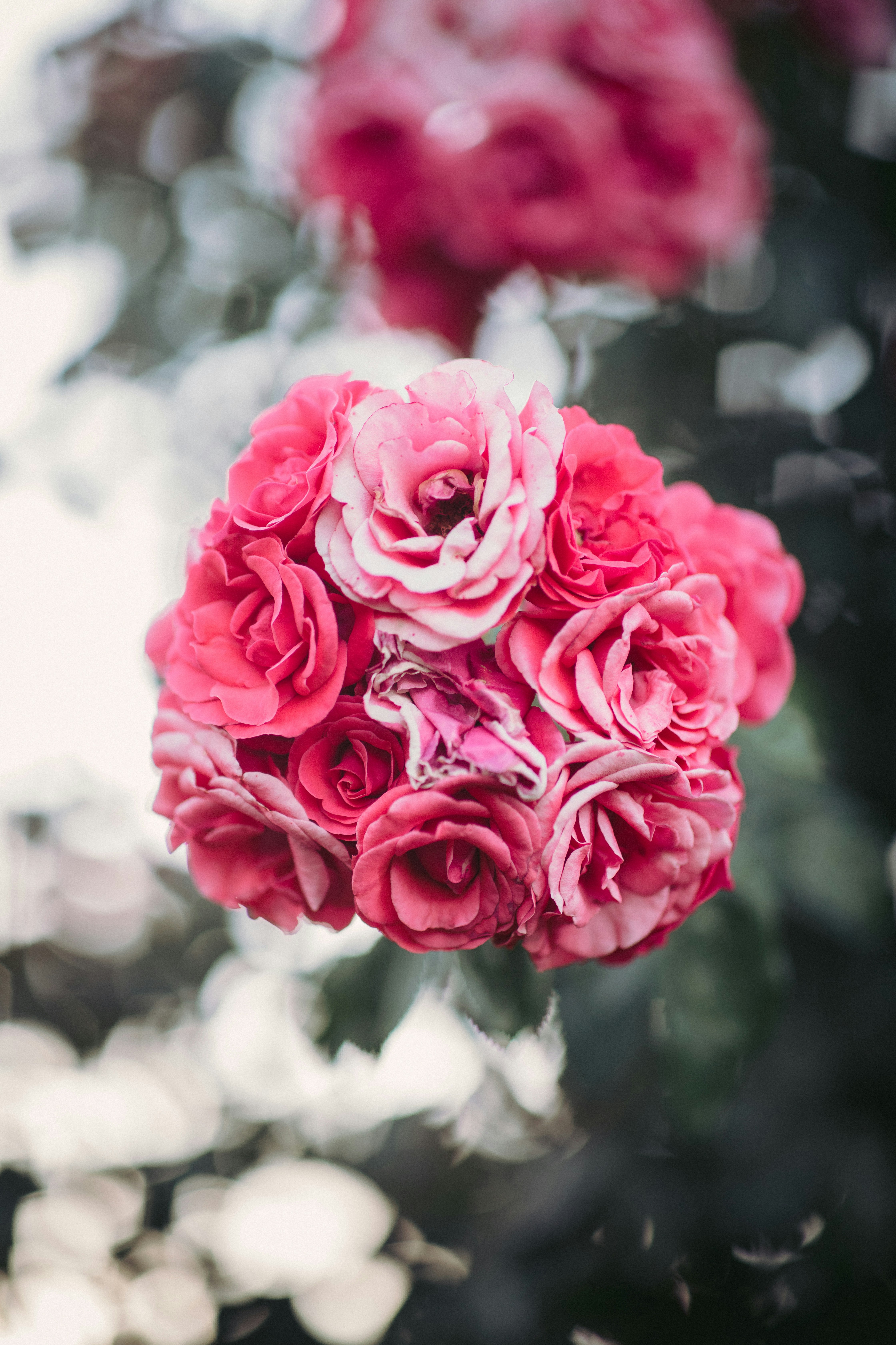 Cluster of Pink Roses